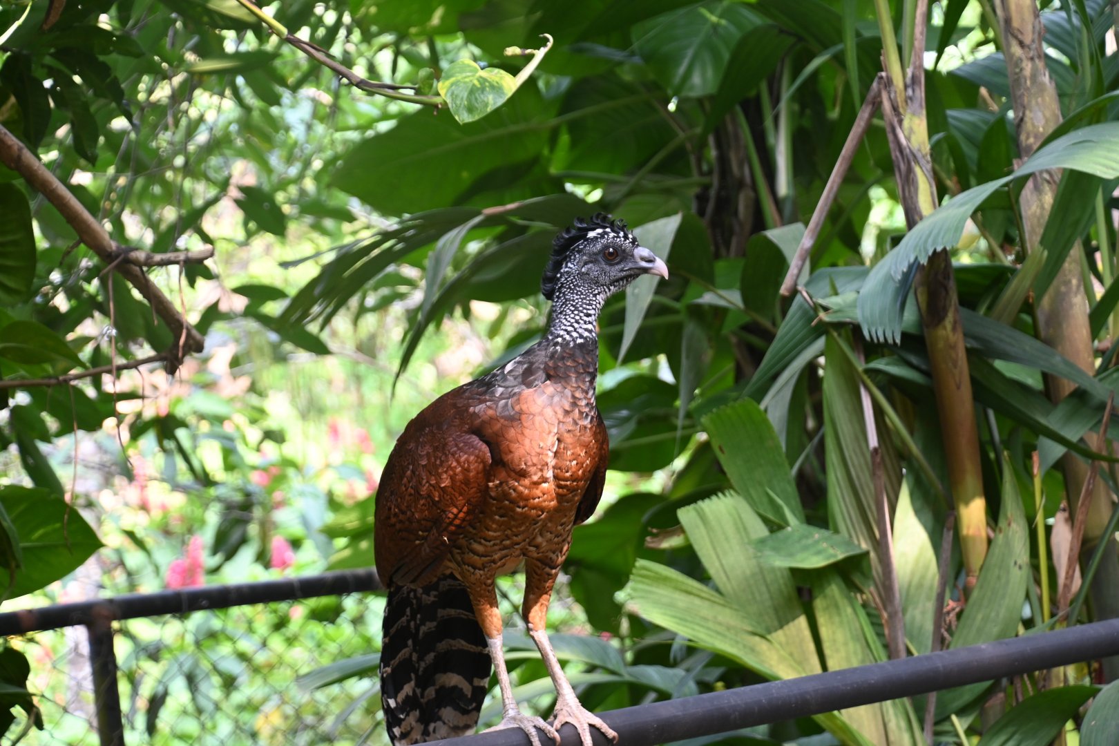 Great curassow (Crax rubra)