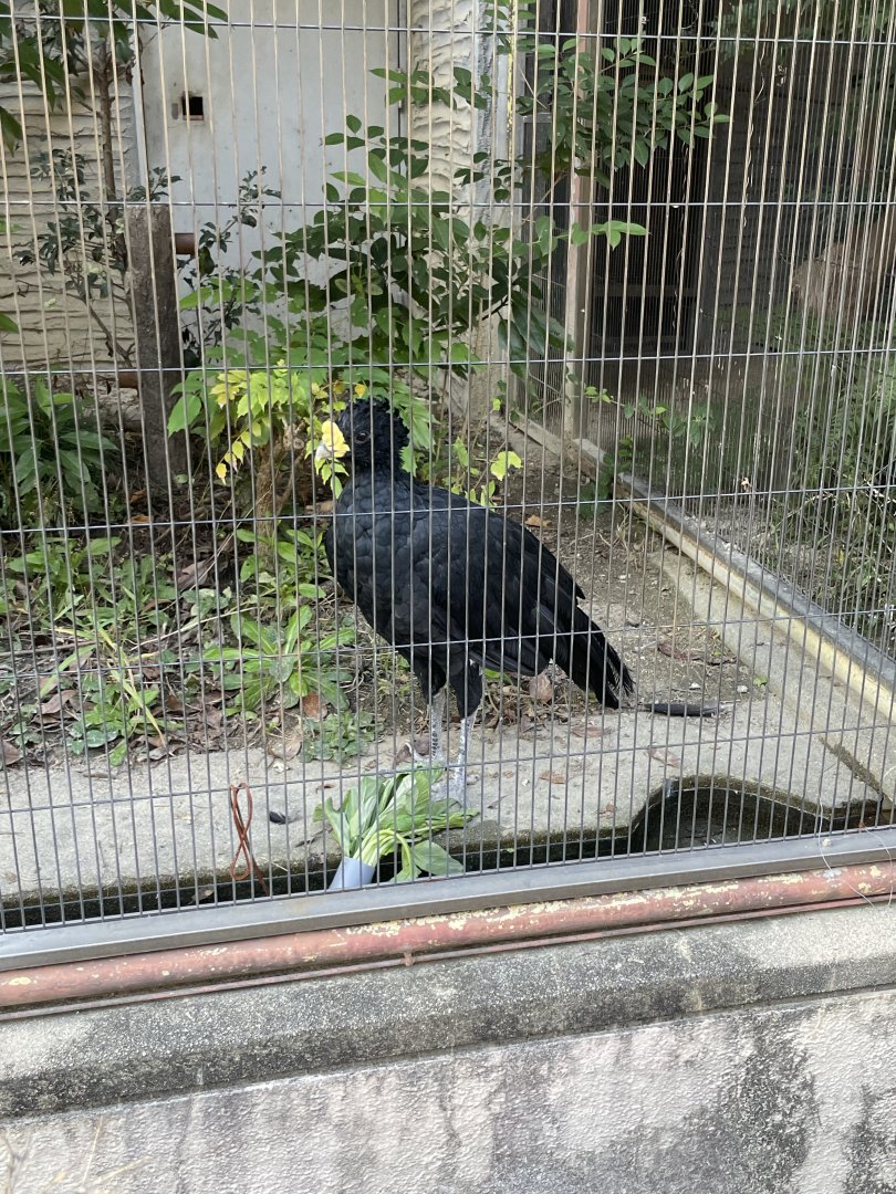 Great curassow (Crax rubra)