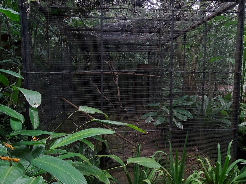 Great curassow enclosure