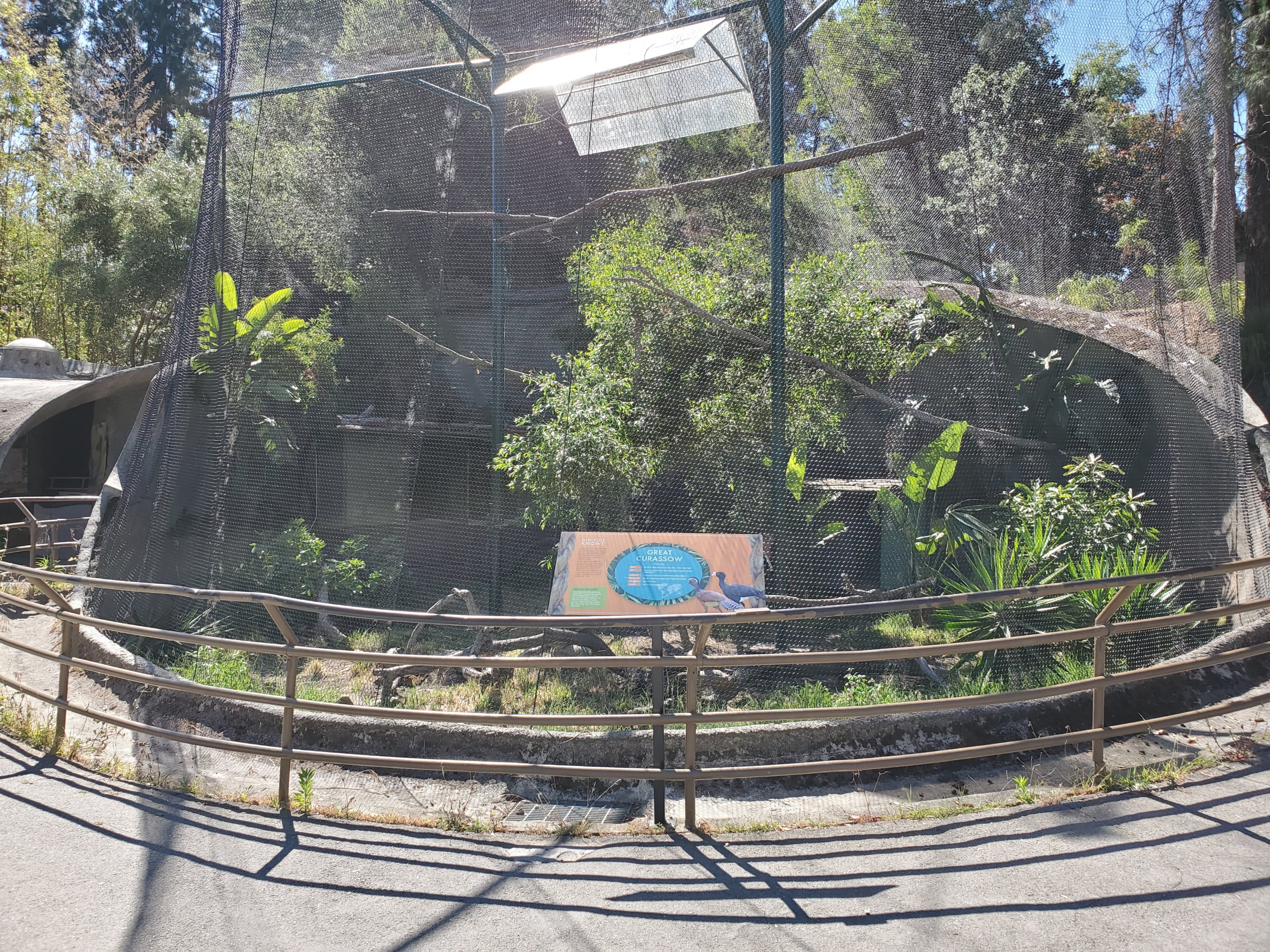 Great Curassow exhibit - 10 Jun 2022