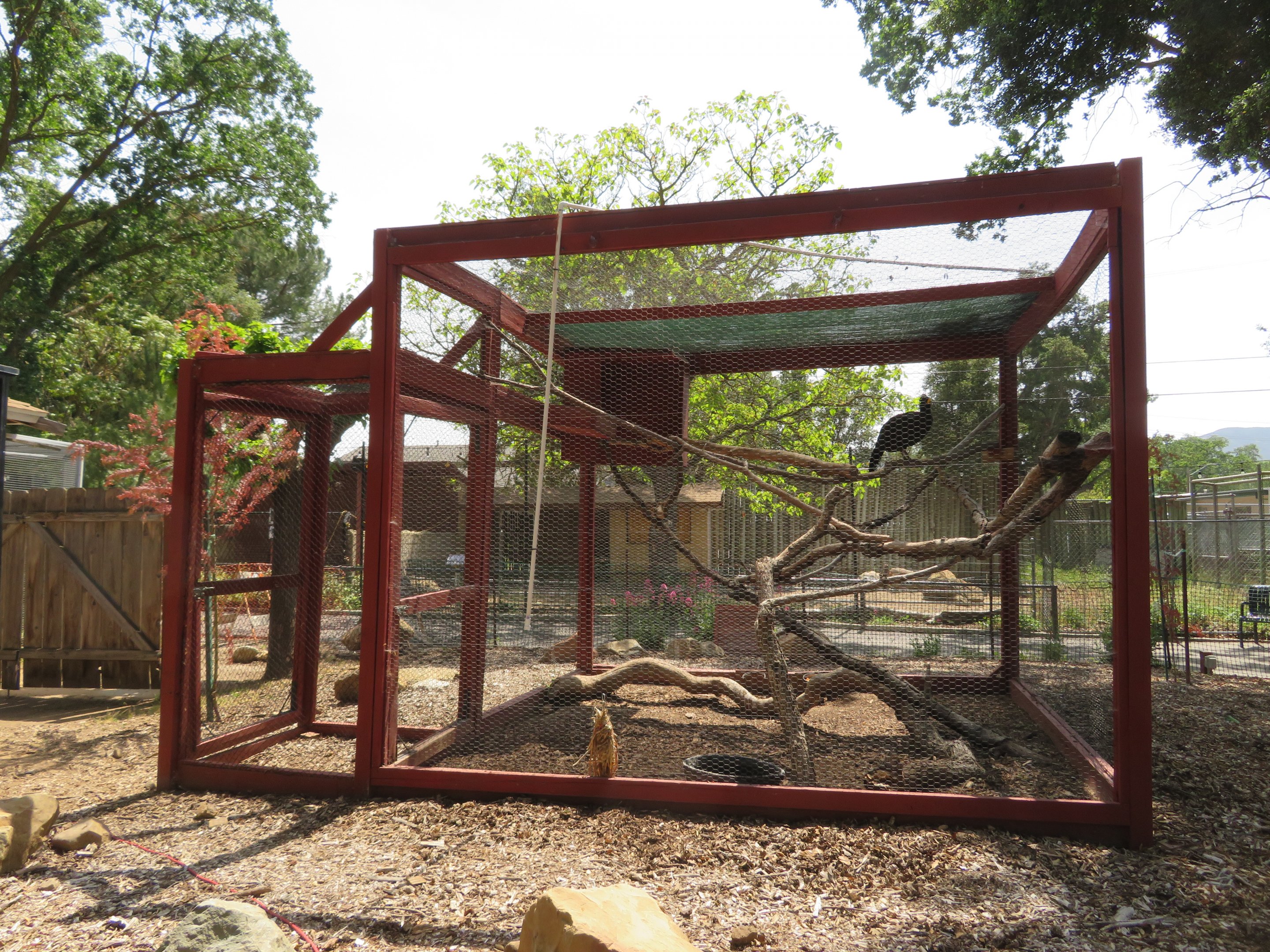 Great Curassow Exhibit
