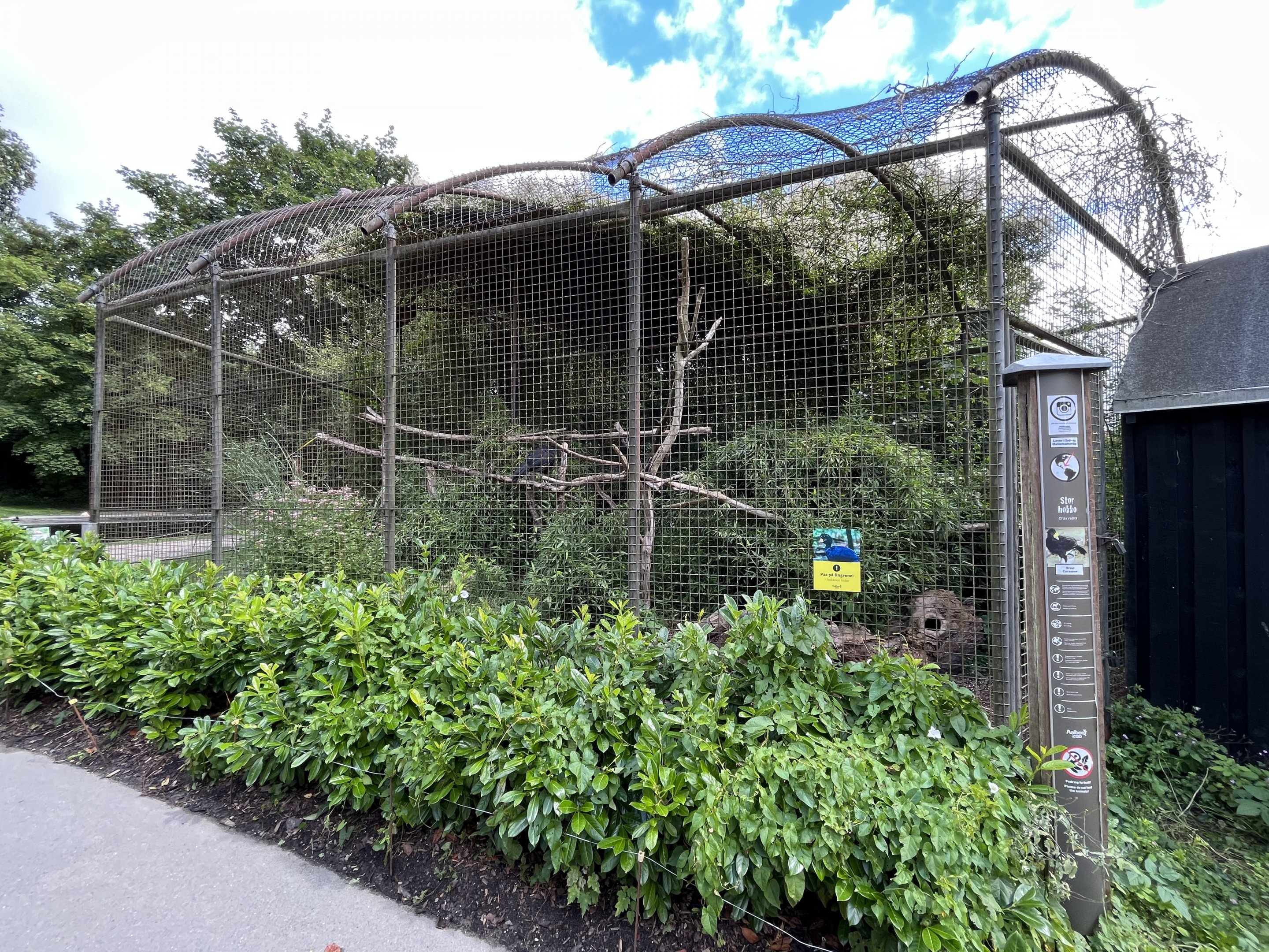 Great Curassow Exhibit