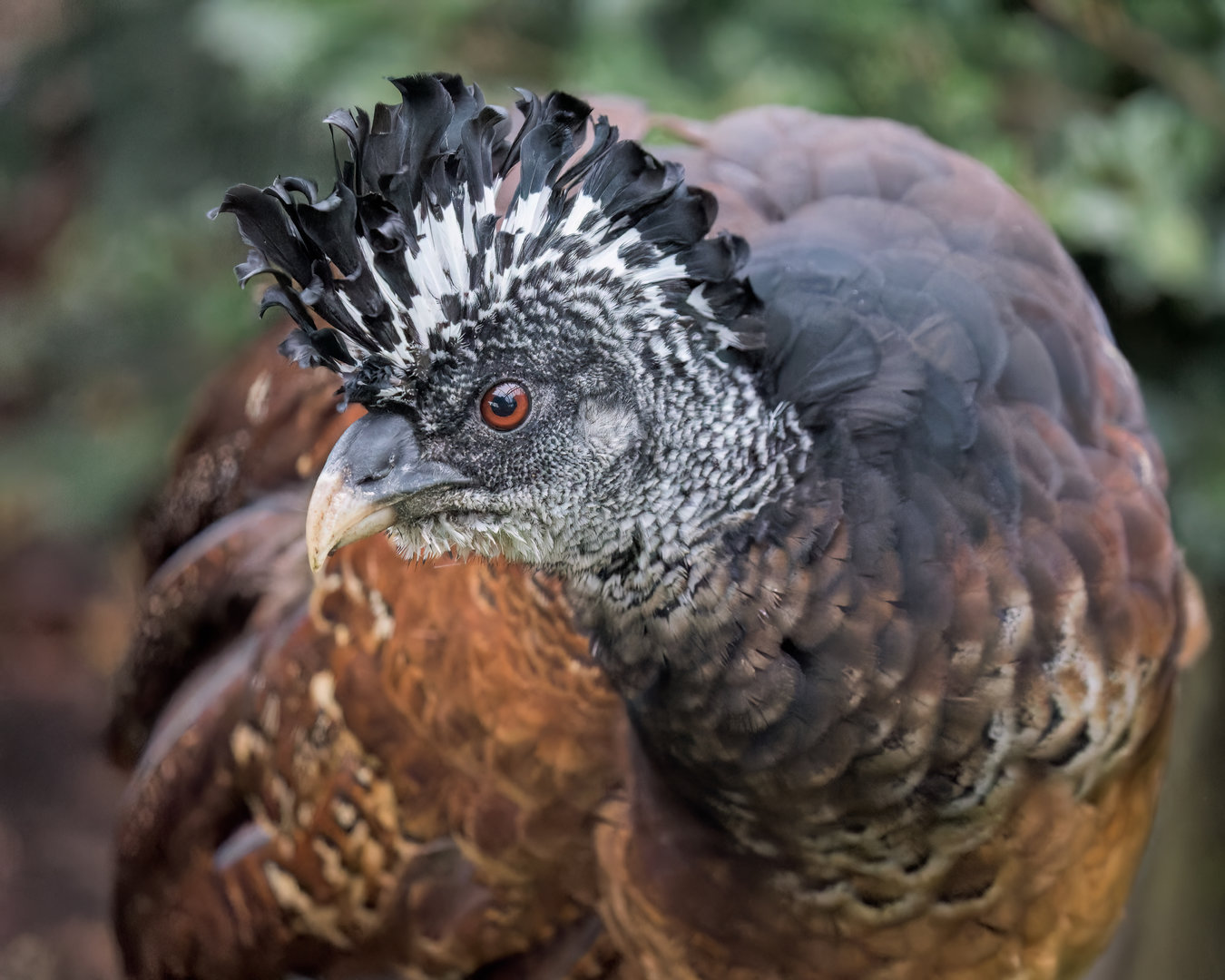 Great Curassow (F) / Hamerton / 16-11-22