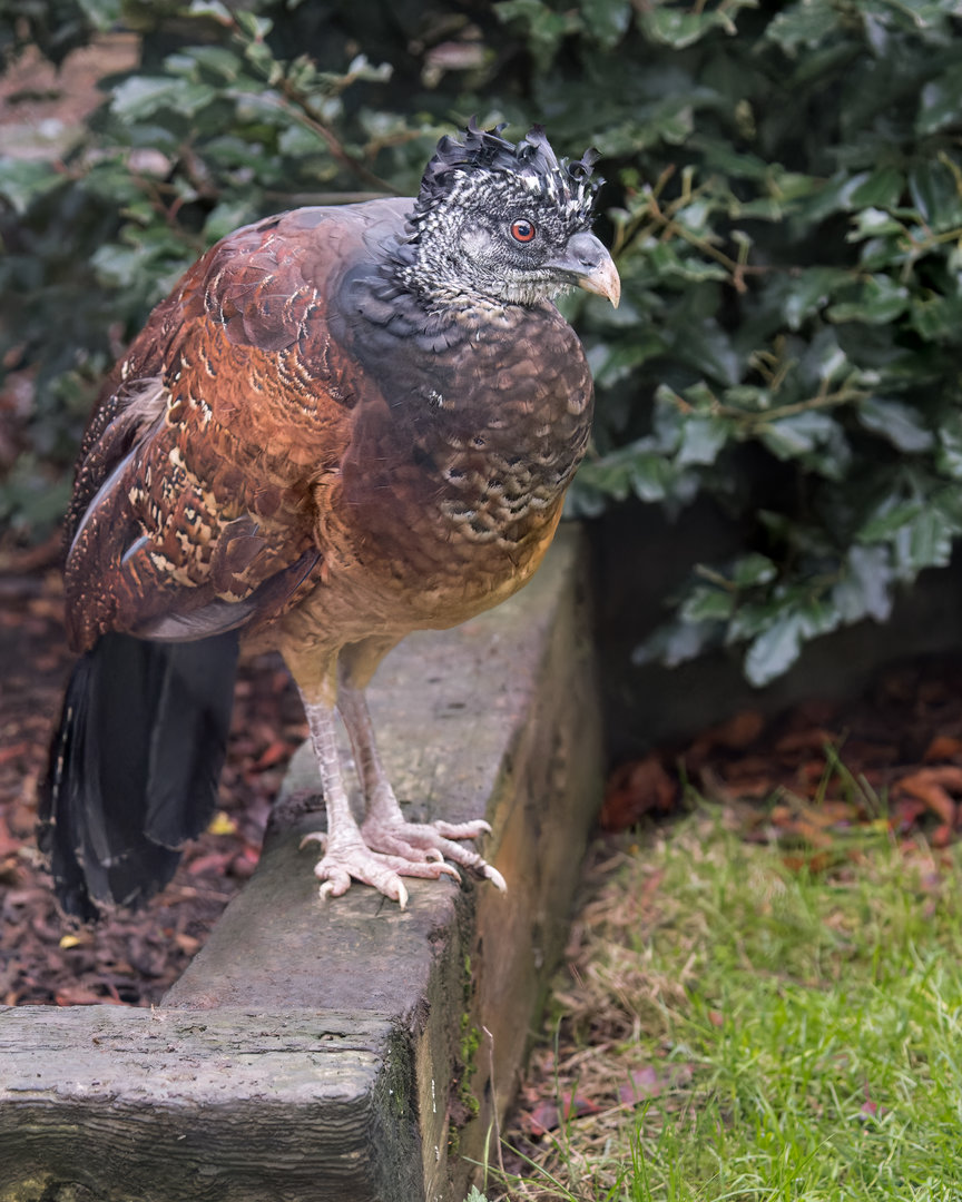 Great Curassow (F) / Hamerton / 16-11-22