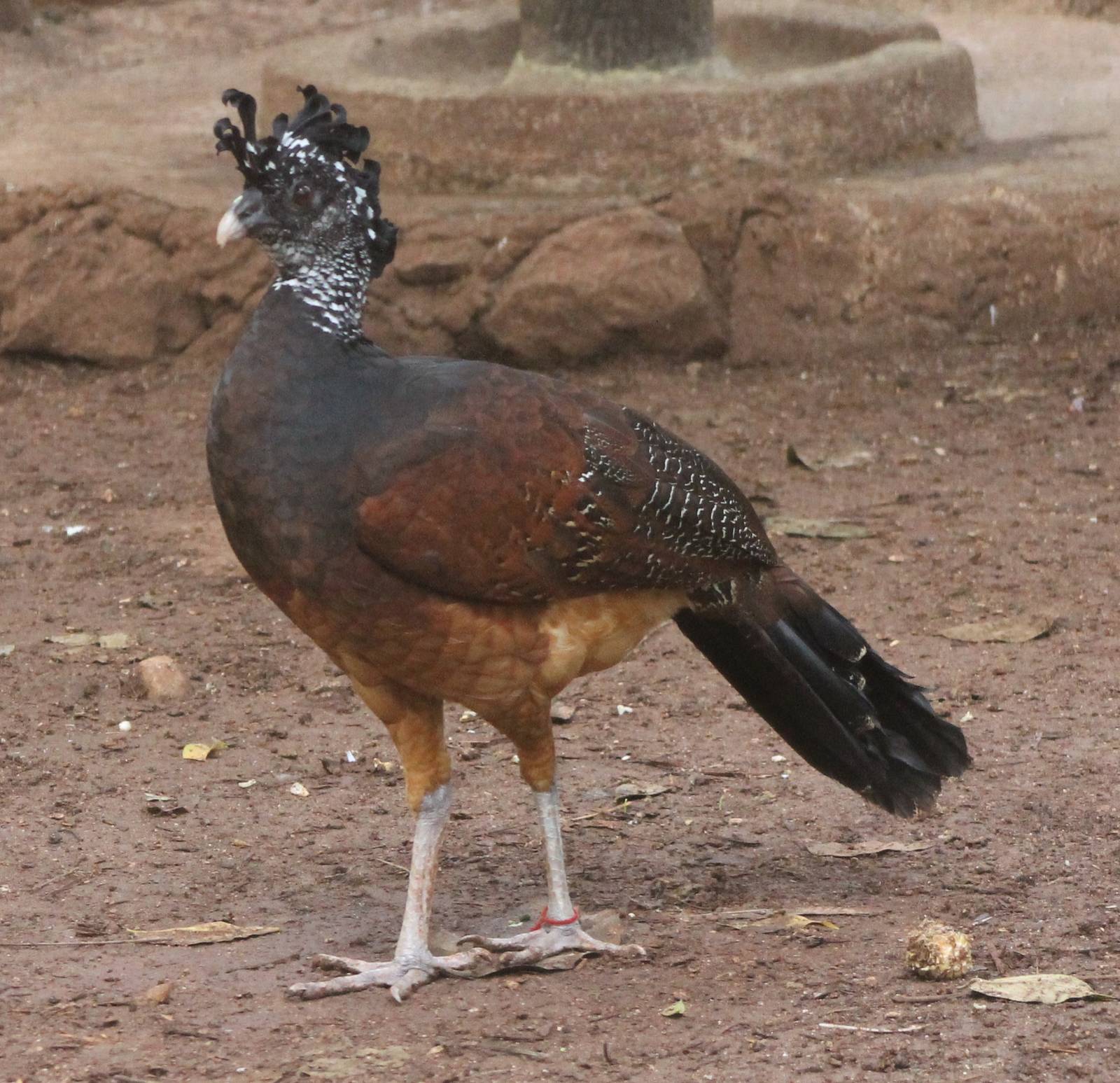 Great curassow female