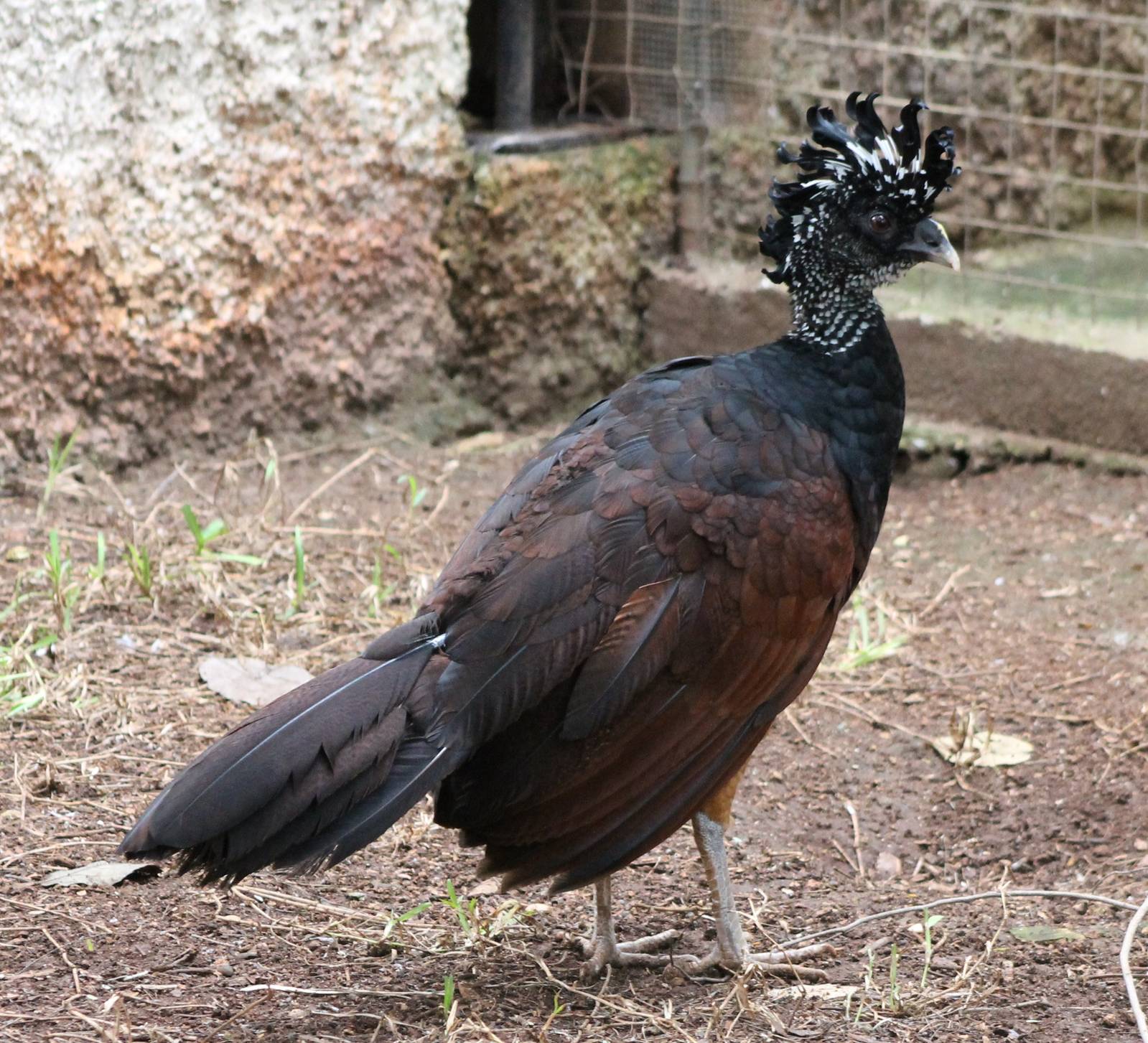 Great curassow female
