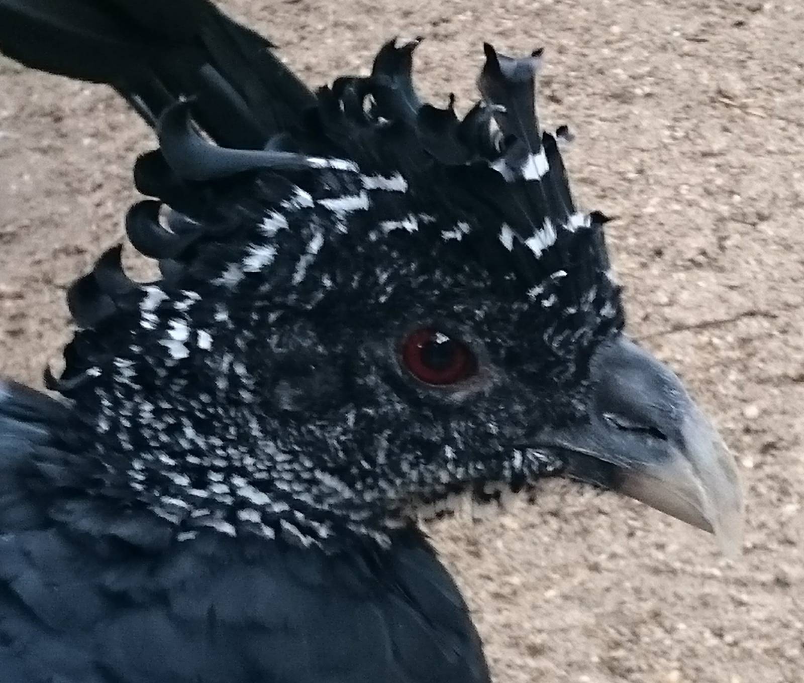 Great curassow female