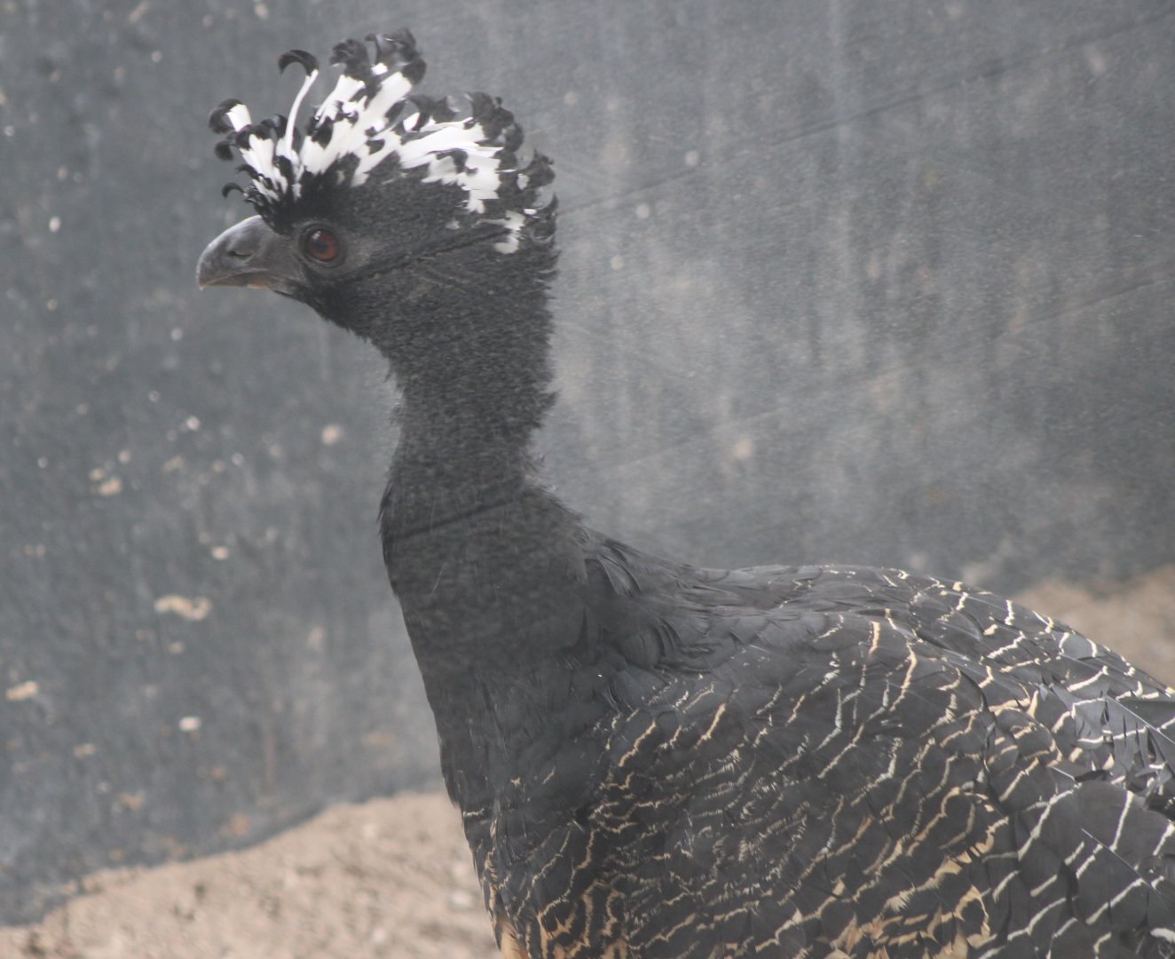 Great curassow - female