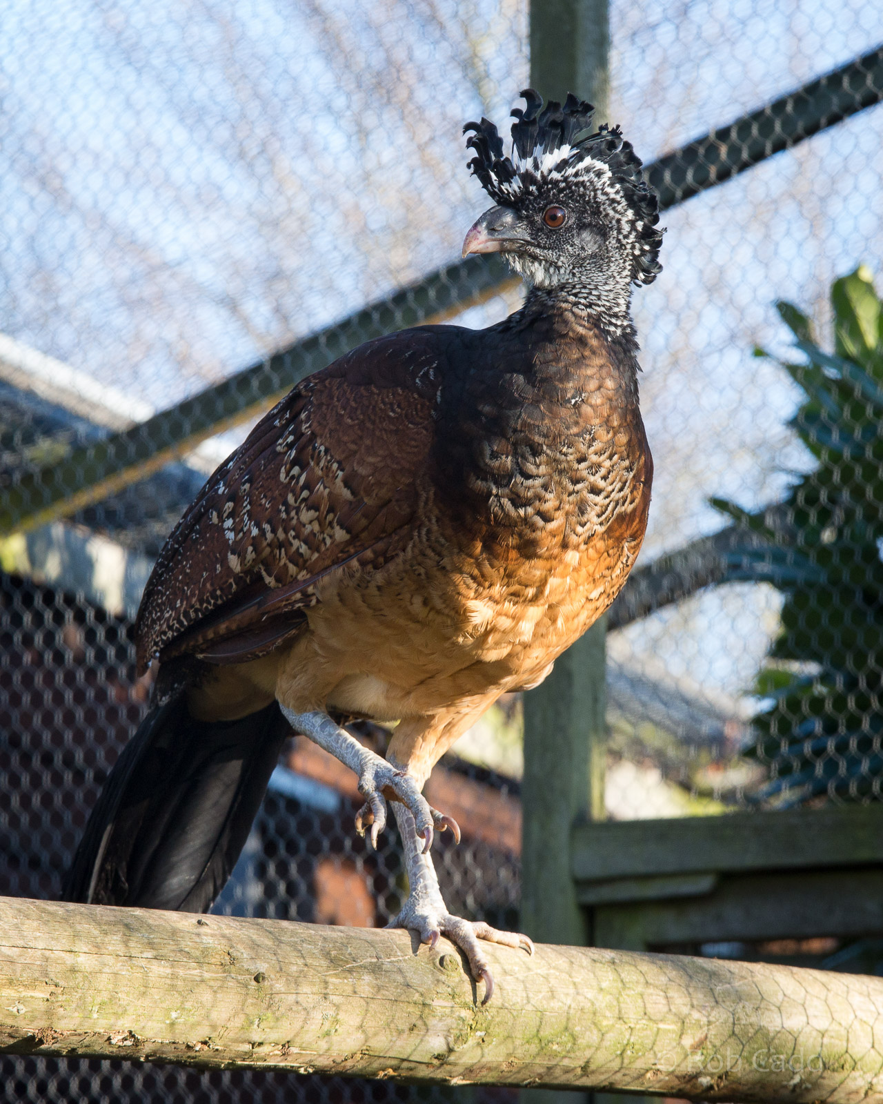 Great curassow : Hamerton : 18 Jan 2015