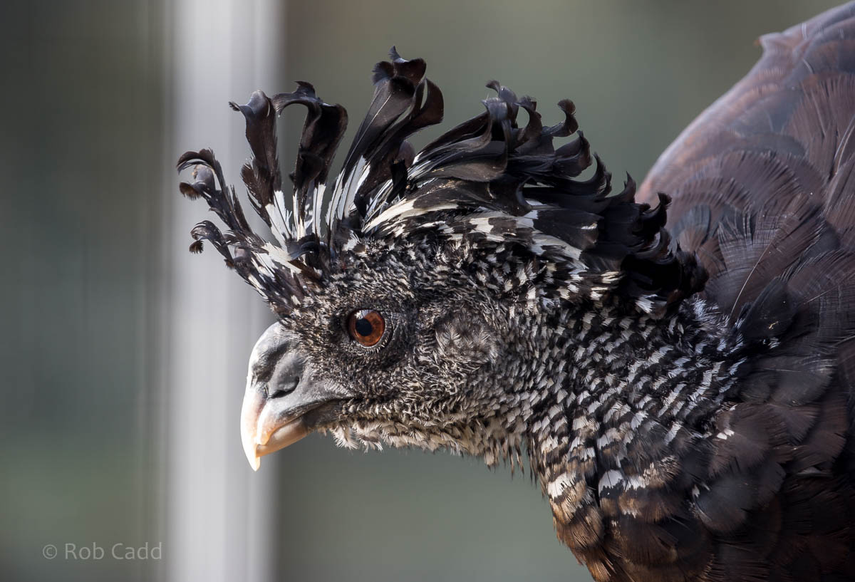 Great curassow : Hamerton : 25 Oct 2015