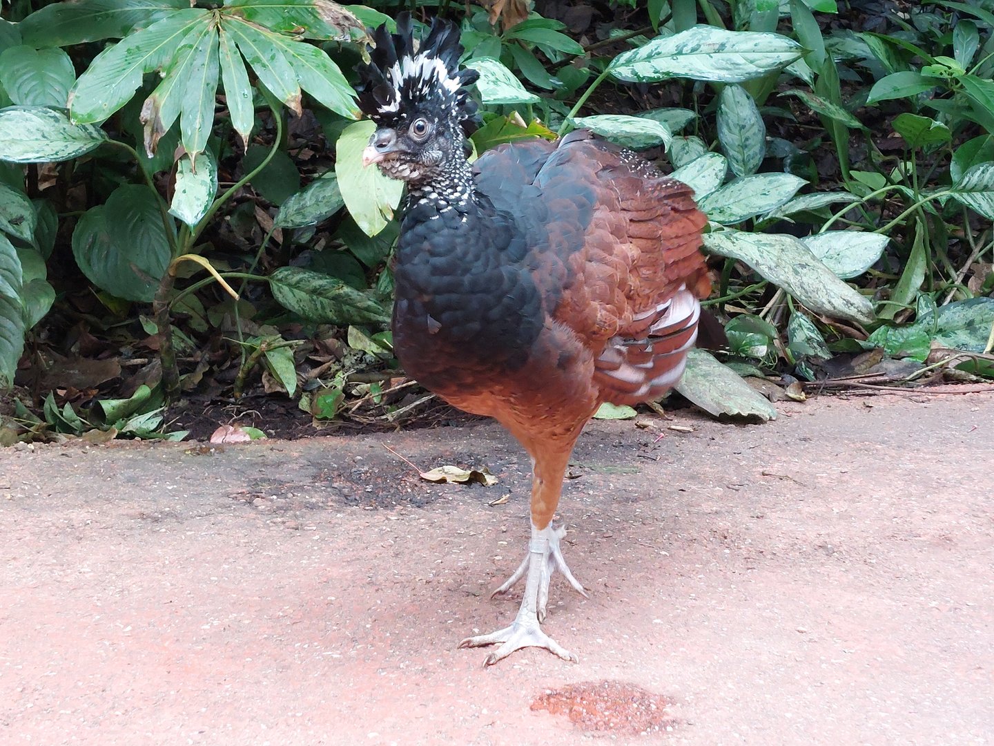 Great curassow in Bush