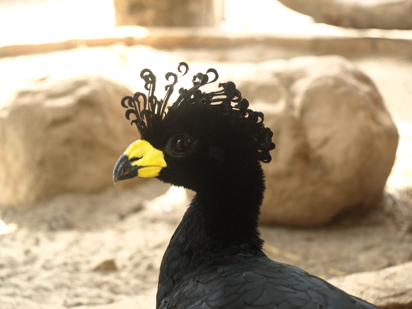 Great curassow - Lake View Point Bird park 12/7/2018