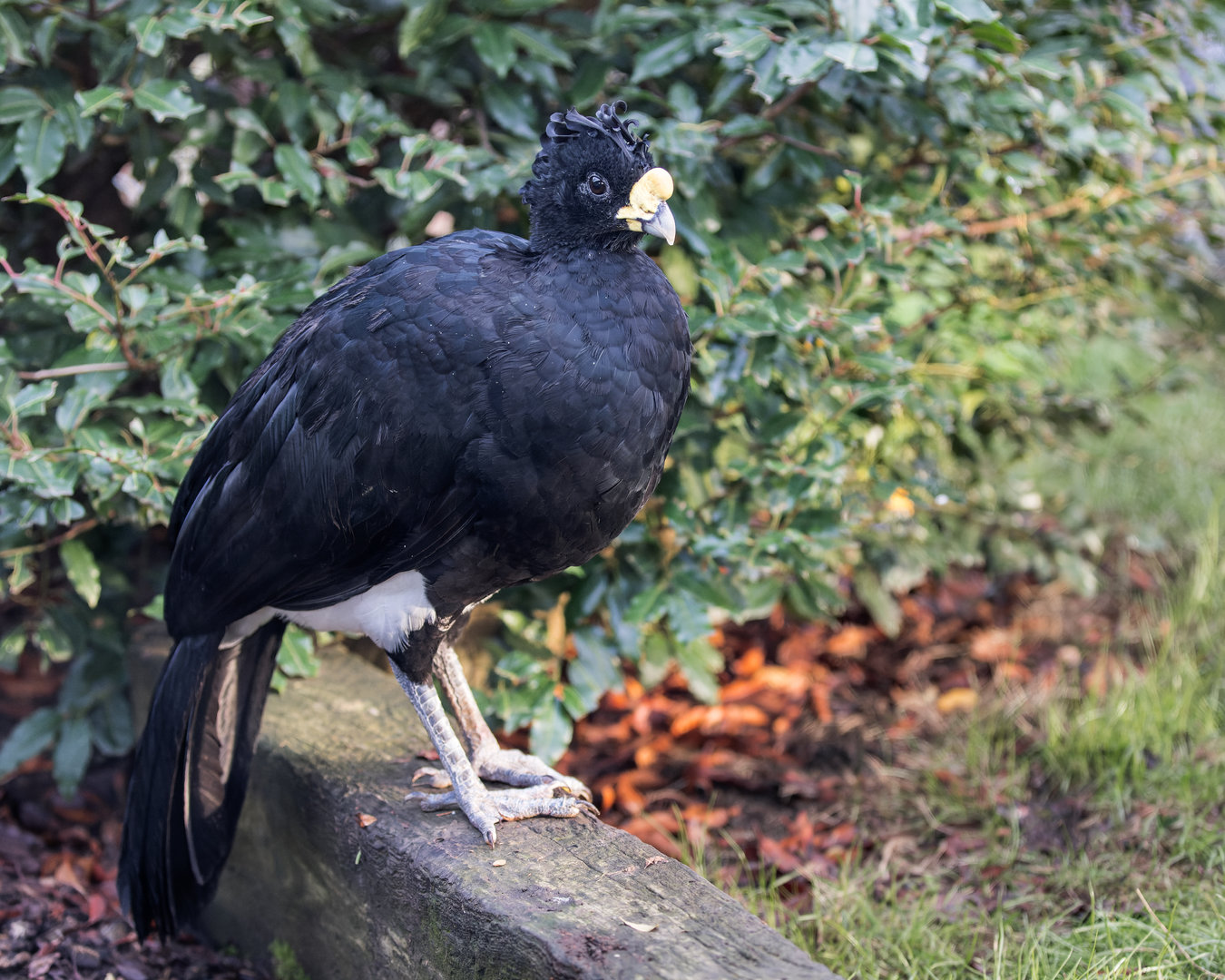 Great Curassow (M) / Hamerton / 16-11-22
