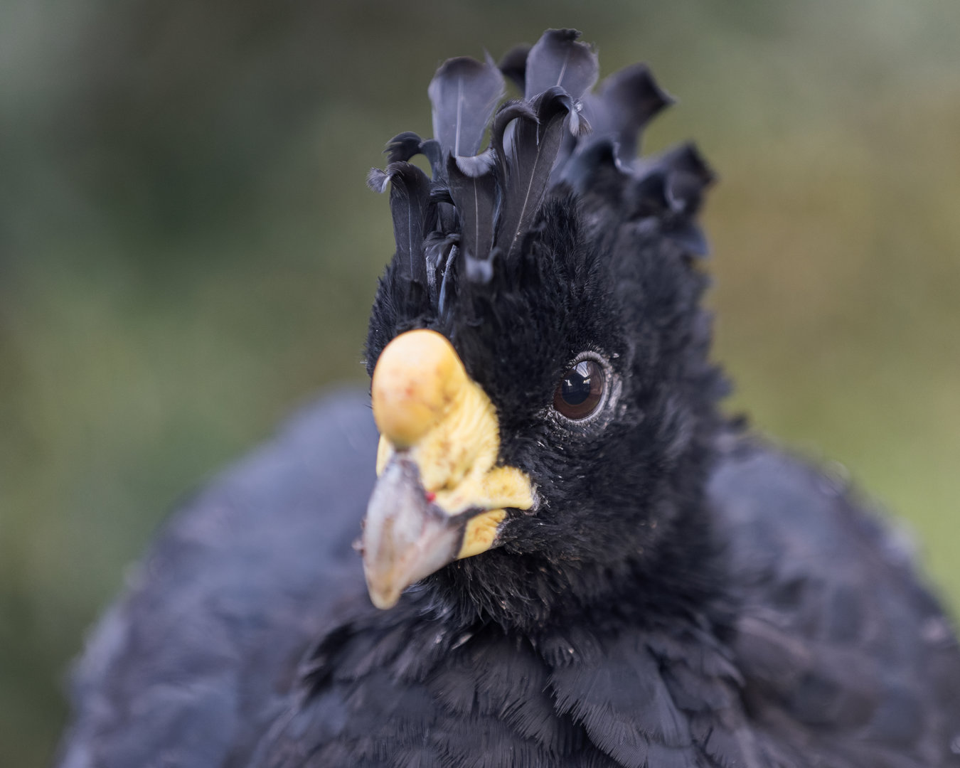 Great Curassow (M) / Hamerton / 16-11-22