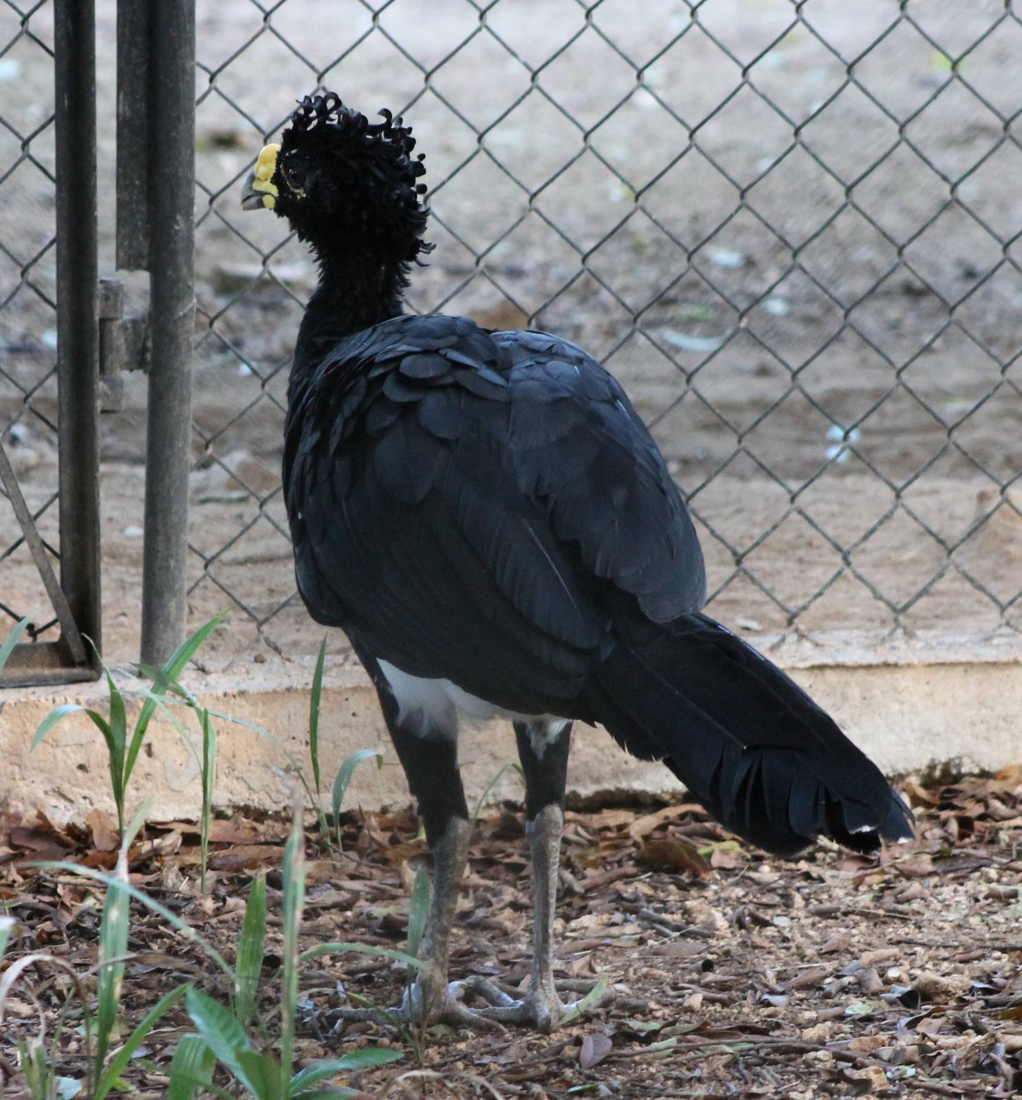 Great curassow male