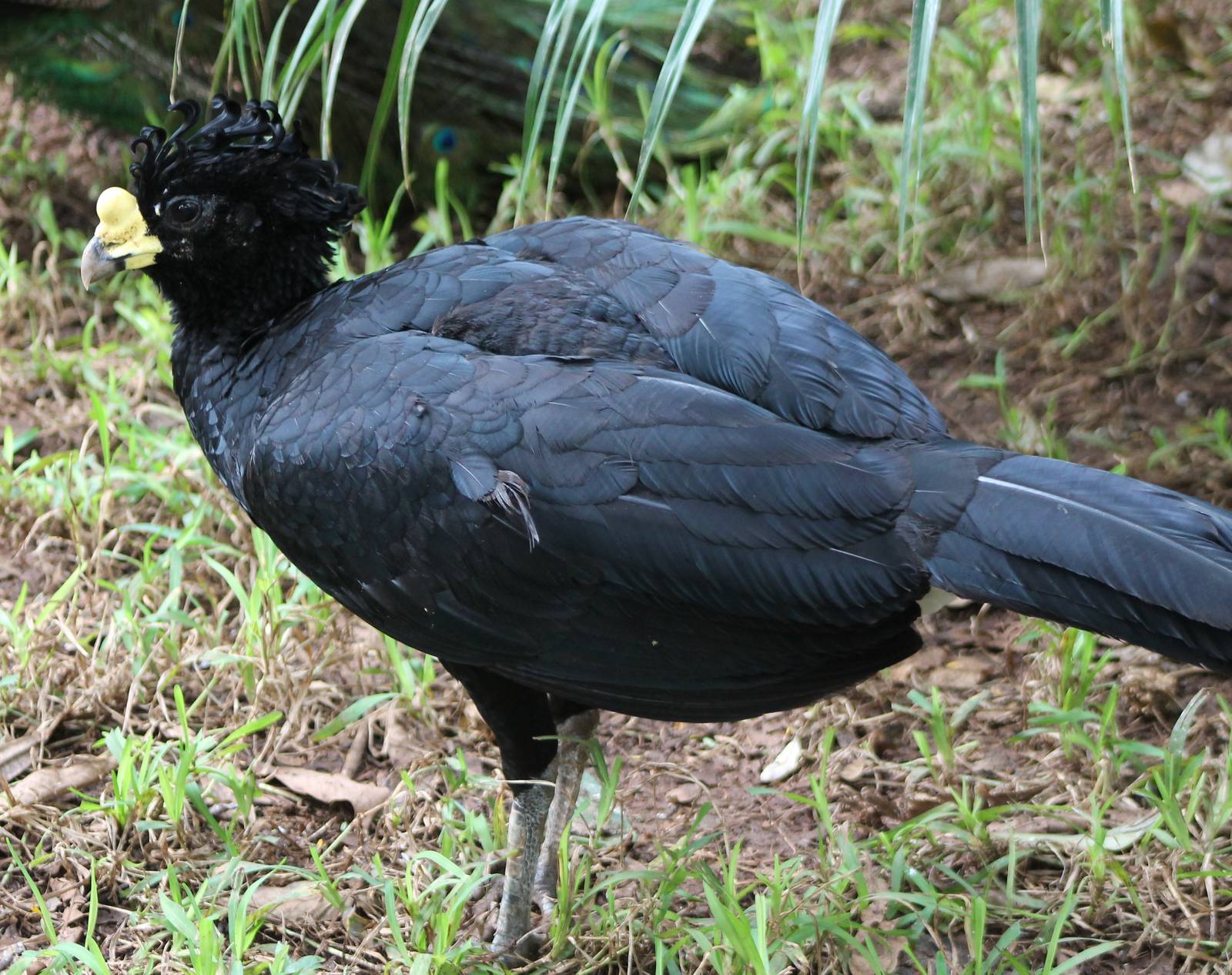 Great curassow male