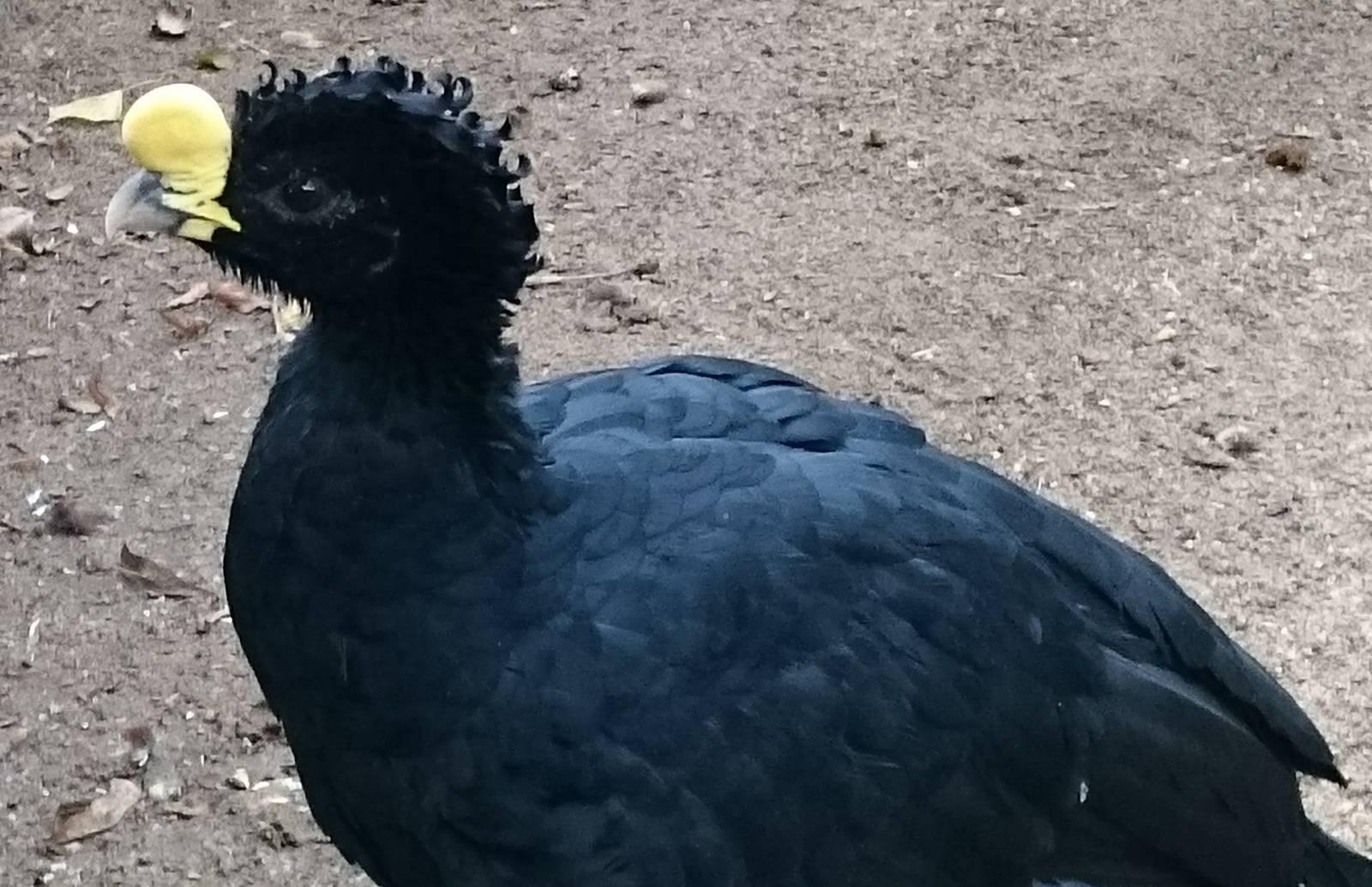 Great curassow male