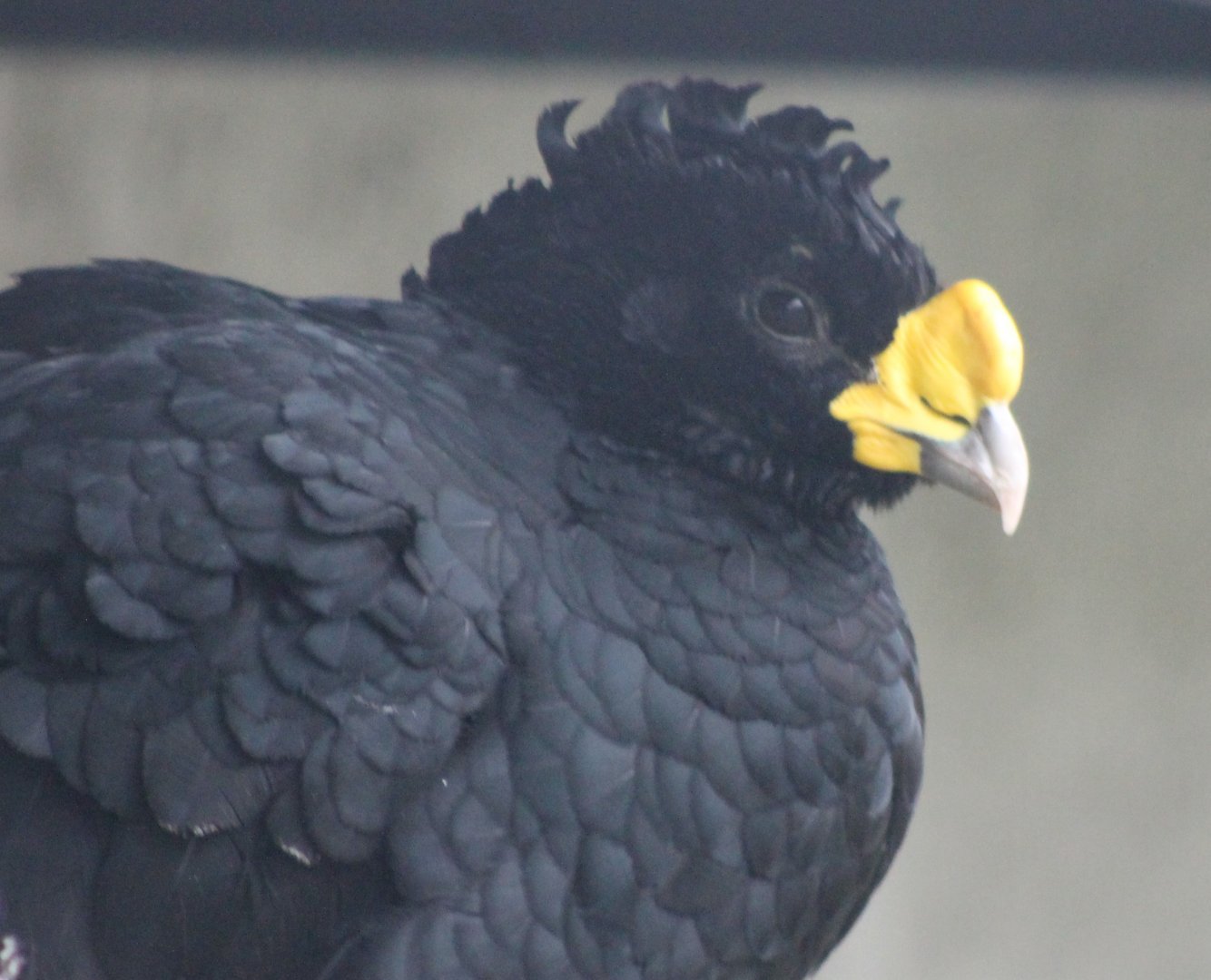 Great curassow - male