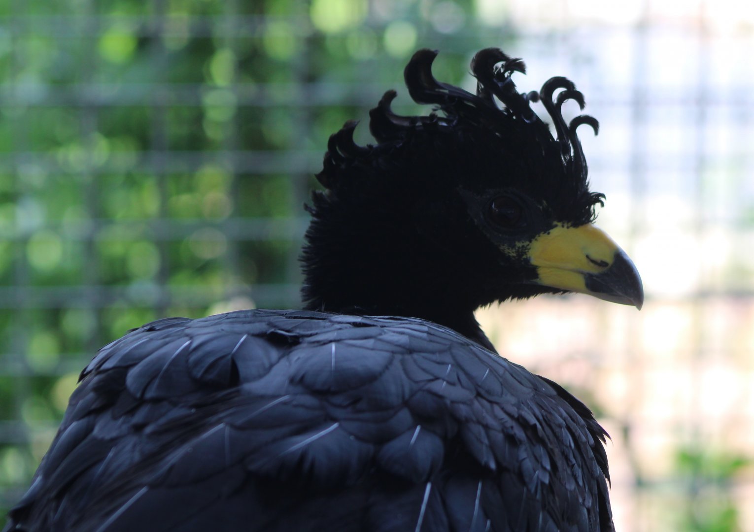 Great curassow - male