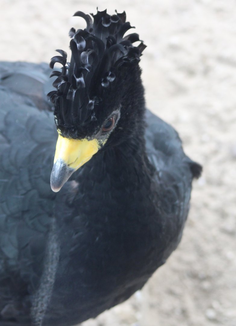 Great curassow - male