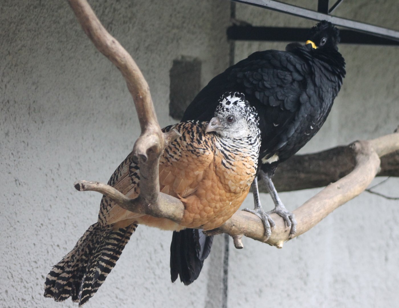 Great curassow - pair