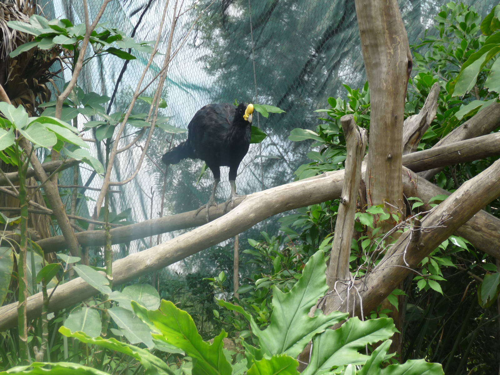 great curassow san juan de aragon zoo