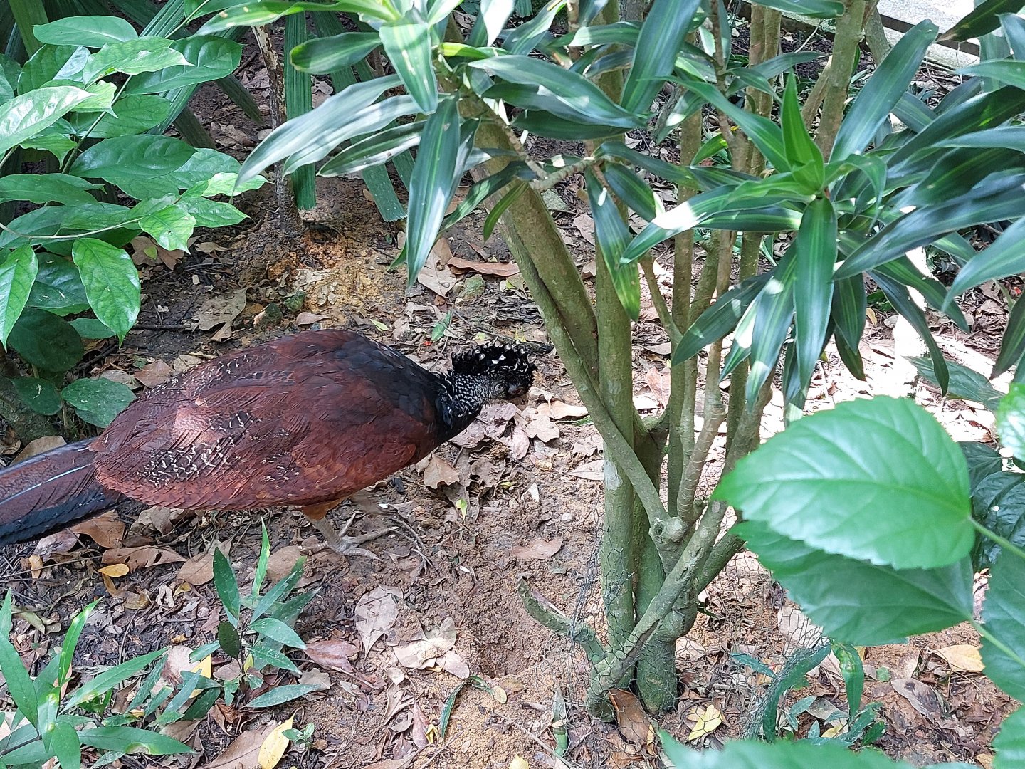 Great curassow - Squirrel Monkey Forest