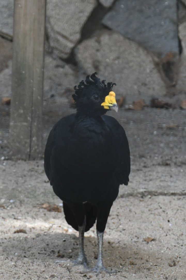 Great Curassow? (unsigned)