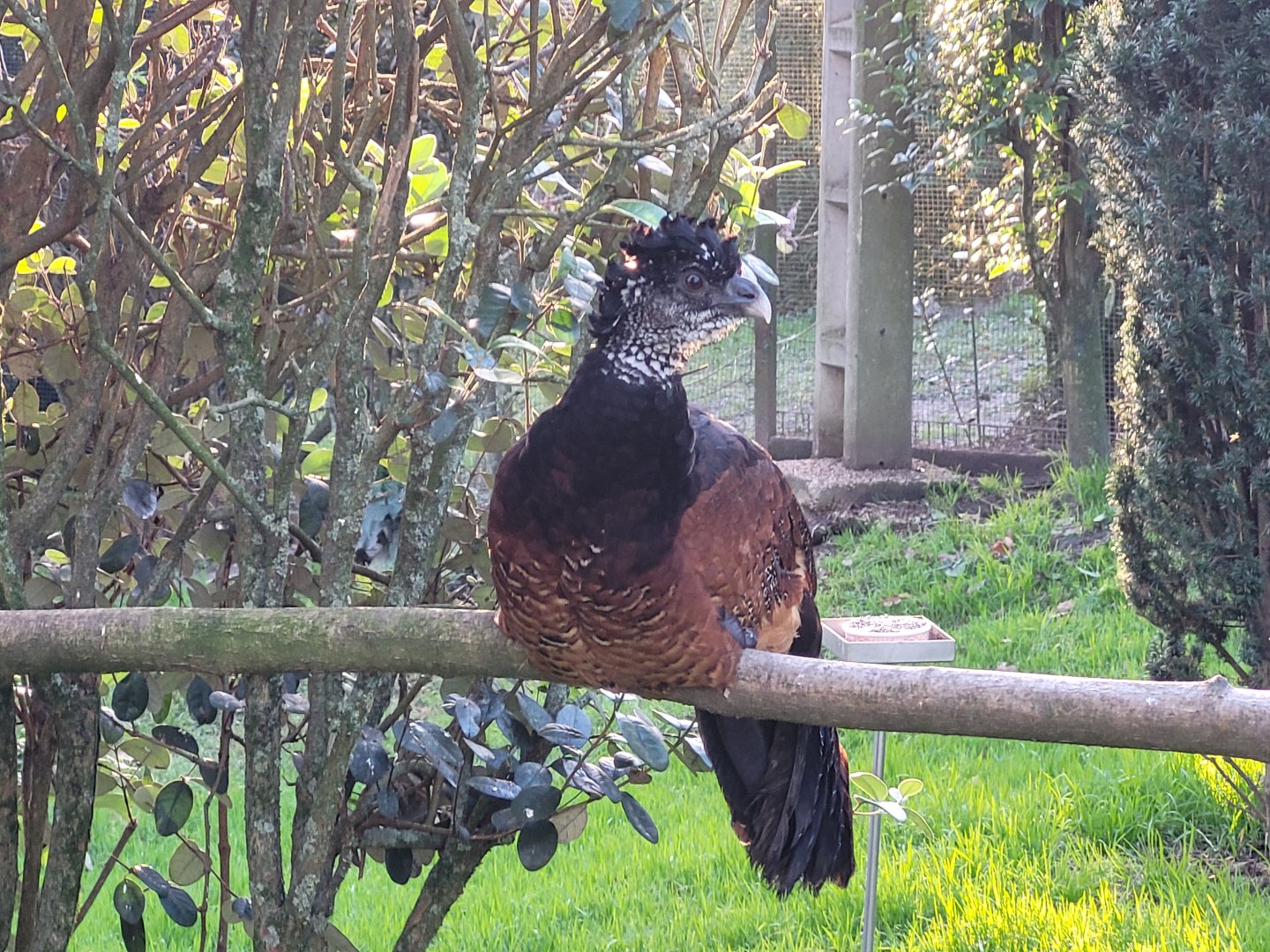 Great curassow -Zoo de Santillana del Mar (2023)