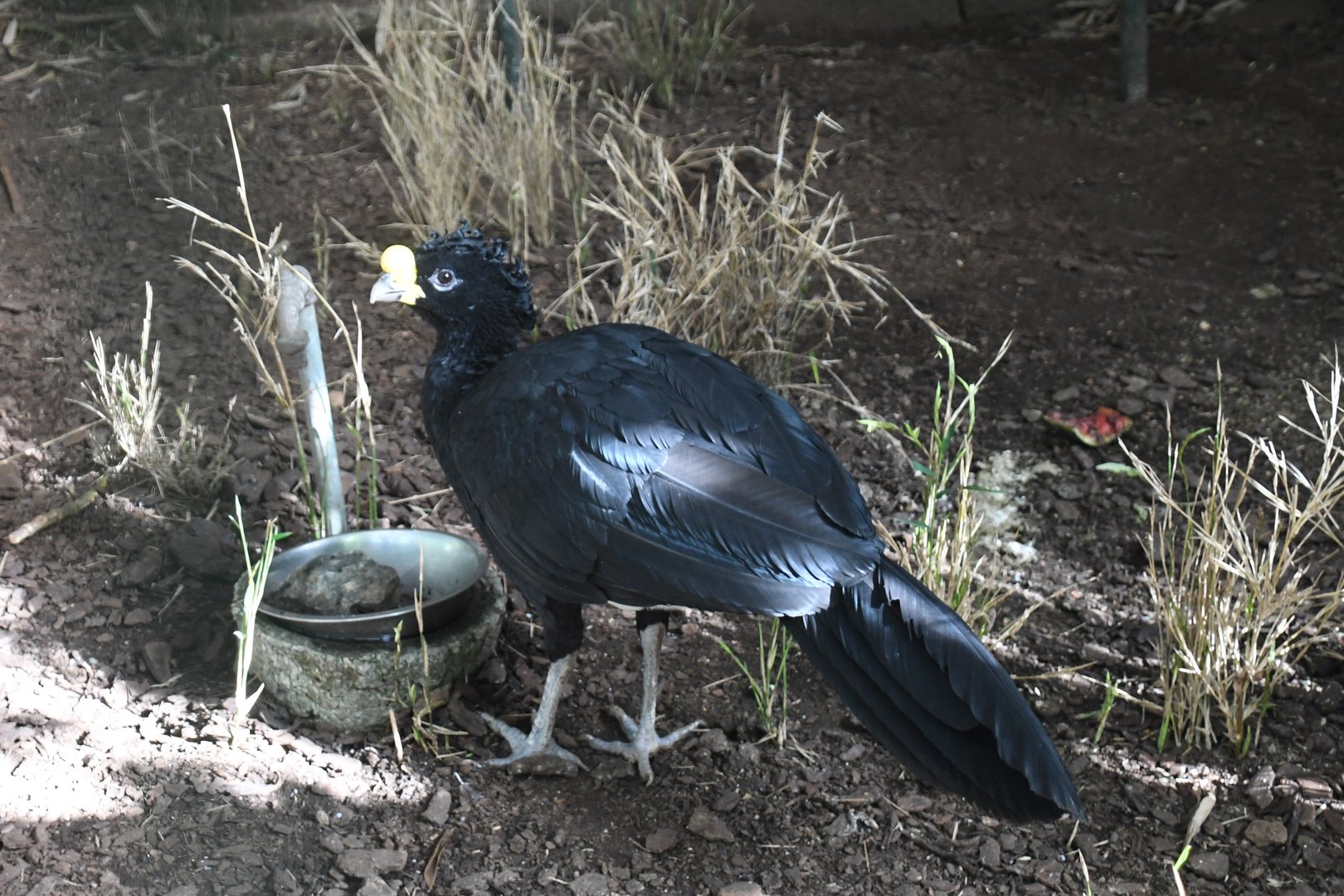 Great Curassow (Zoo Lourosa)