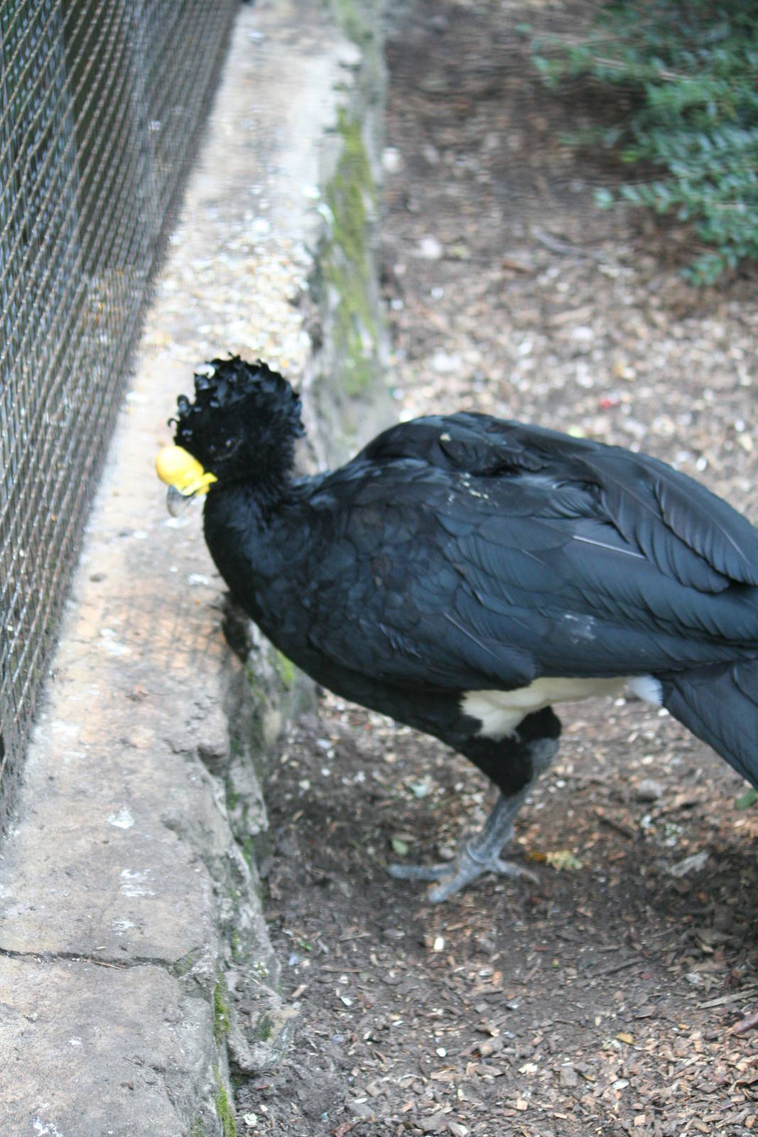 Great curassow
