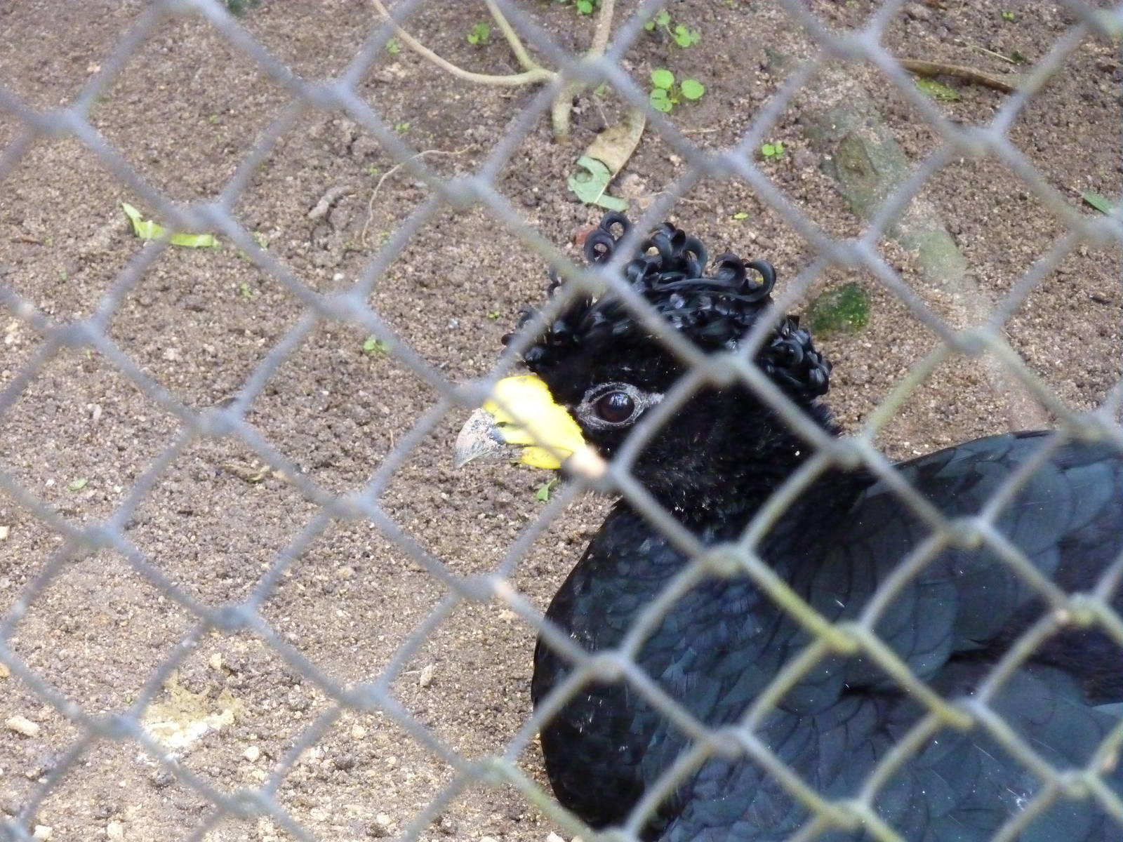 Great curassow