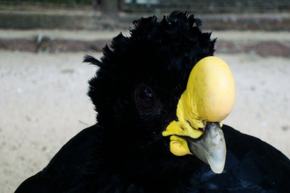 Great Curassow
