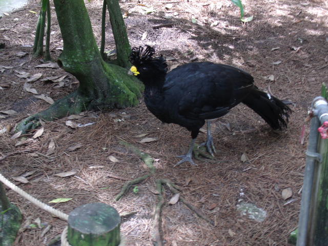 Great Curassow
