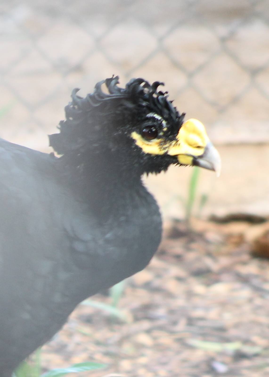Great Curassow