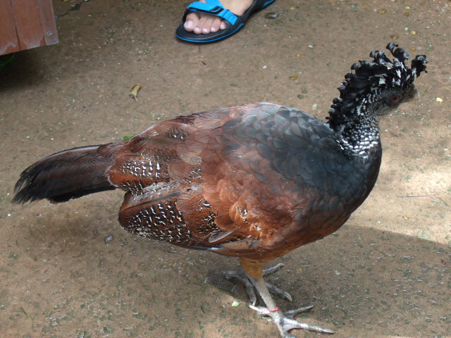 Great Curassow