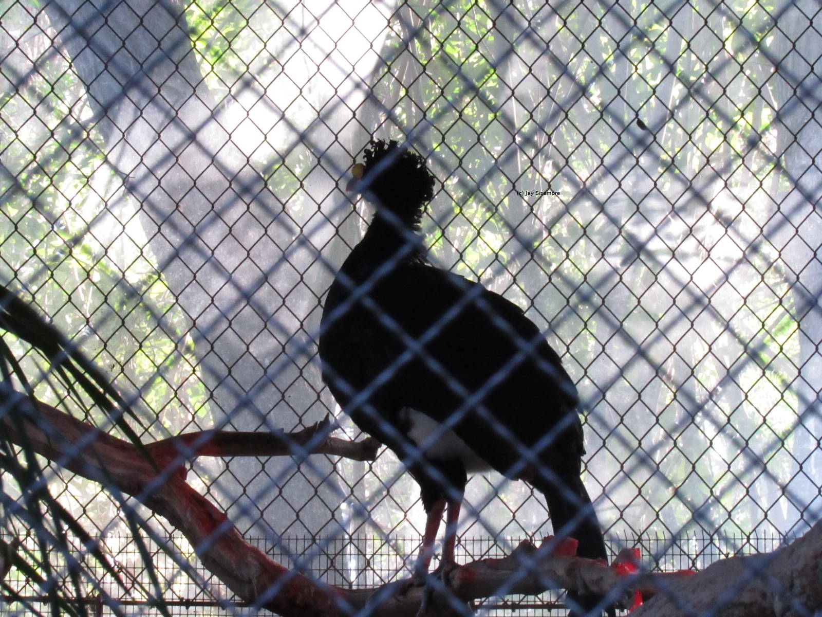 Great Curassow
