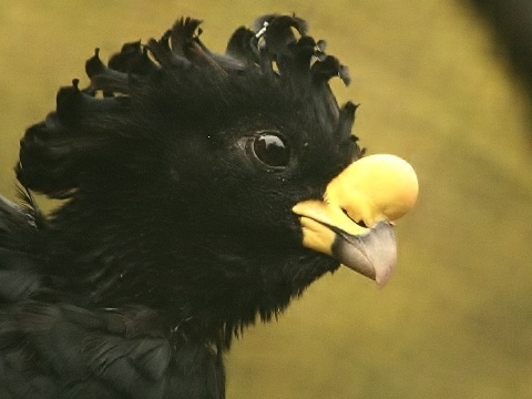 Great Curassow