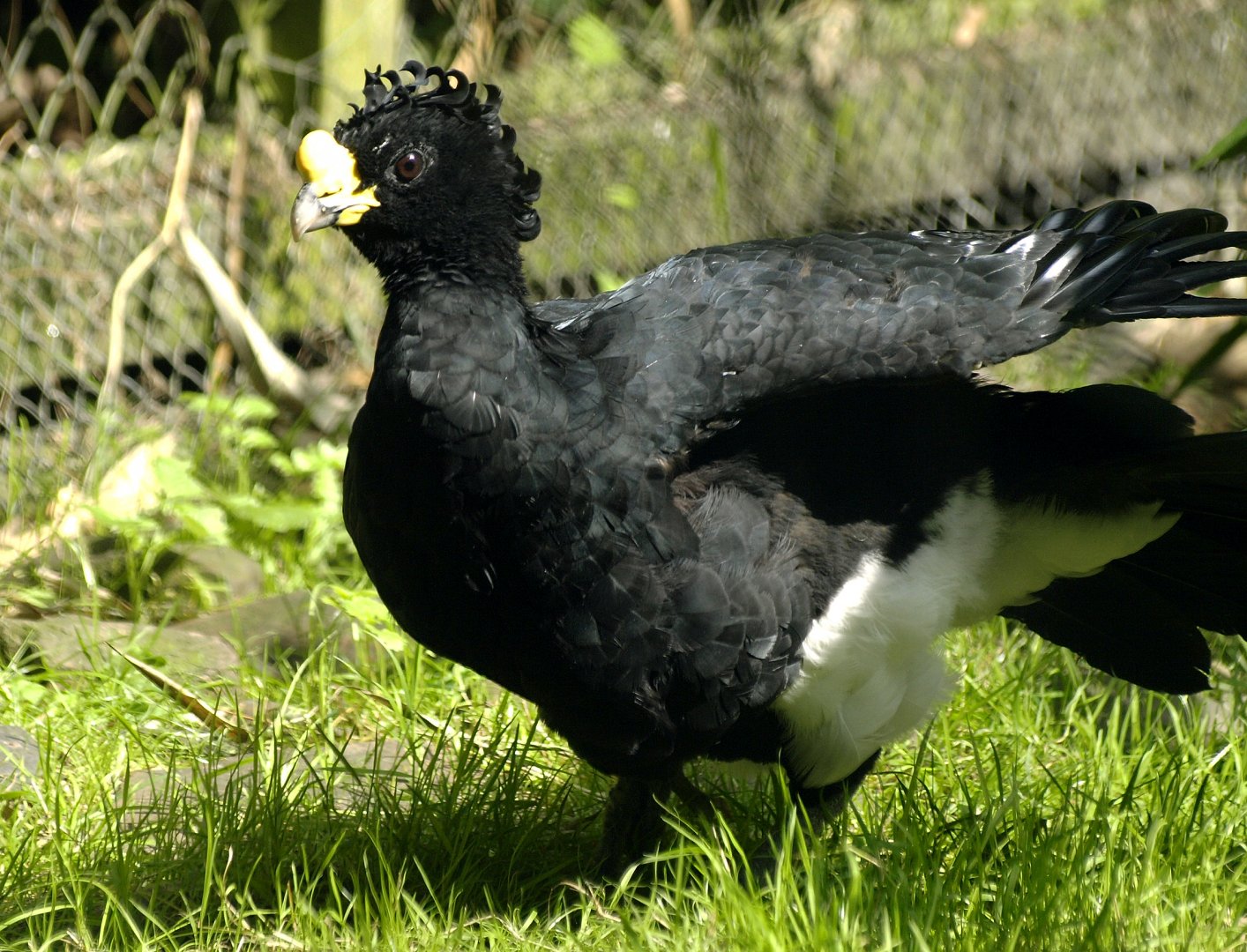Great curassow