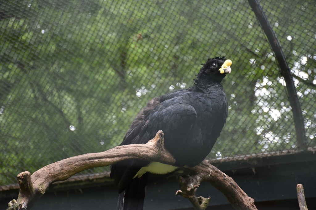 great curassow