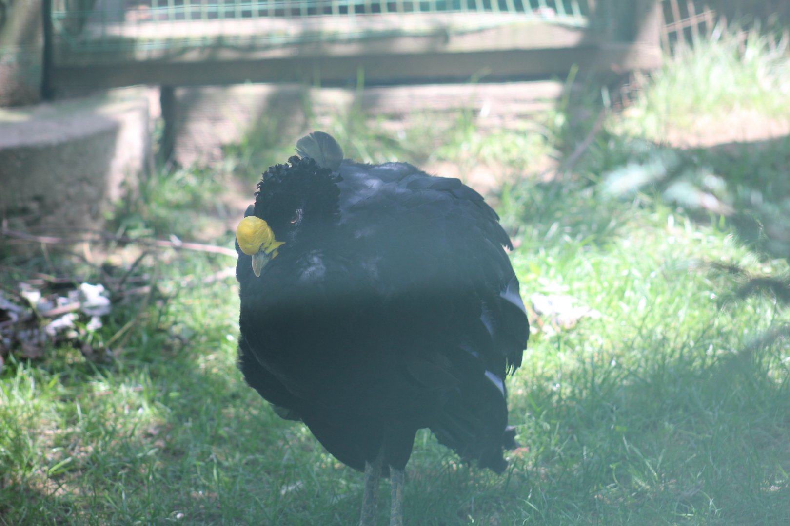 Great Curassow