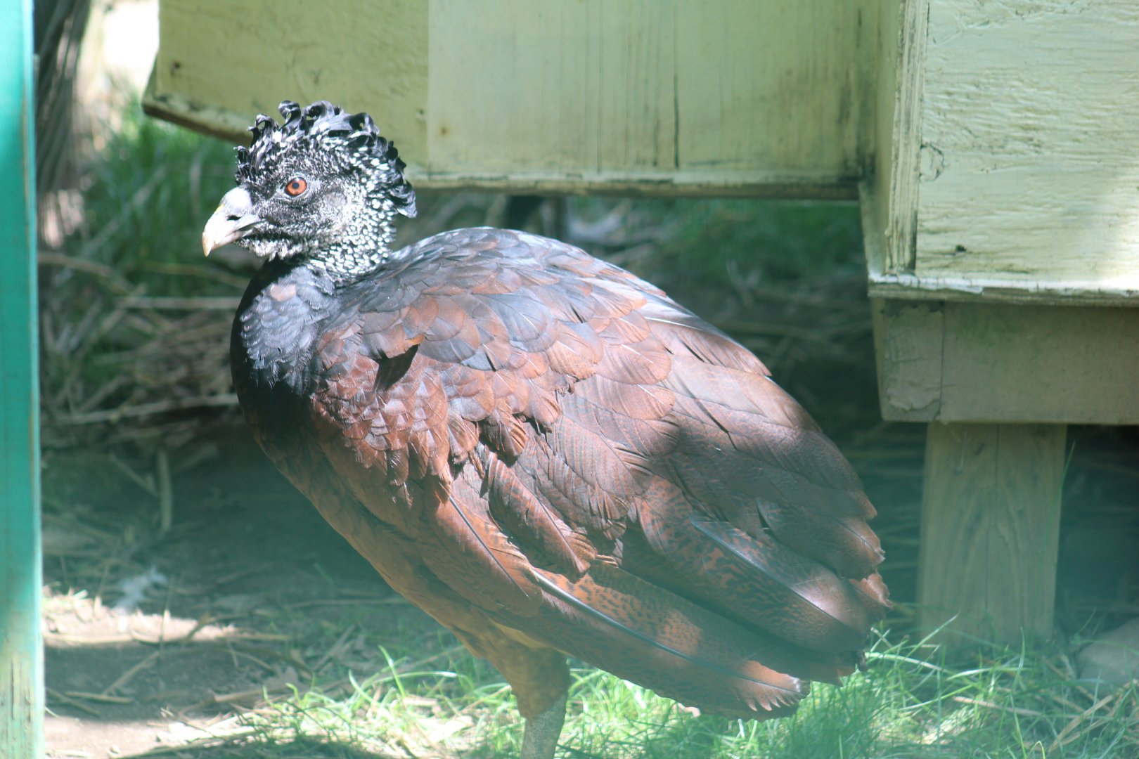Great Curassow