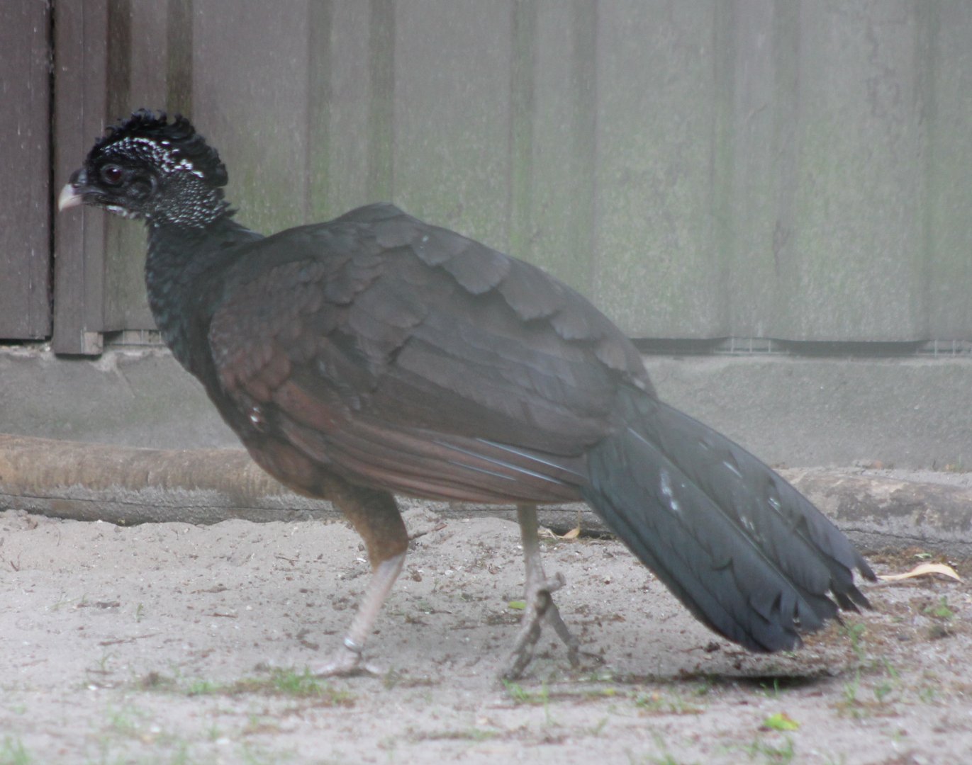 Great curassow