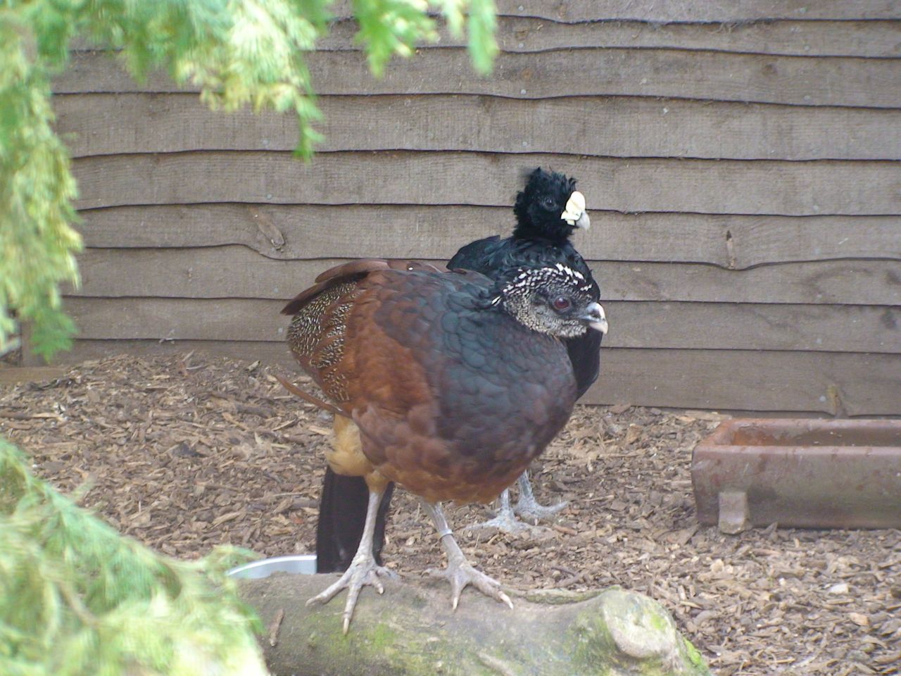 Great Curassow