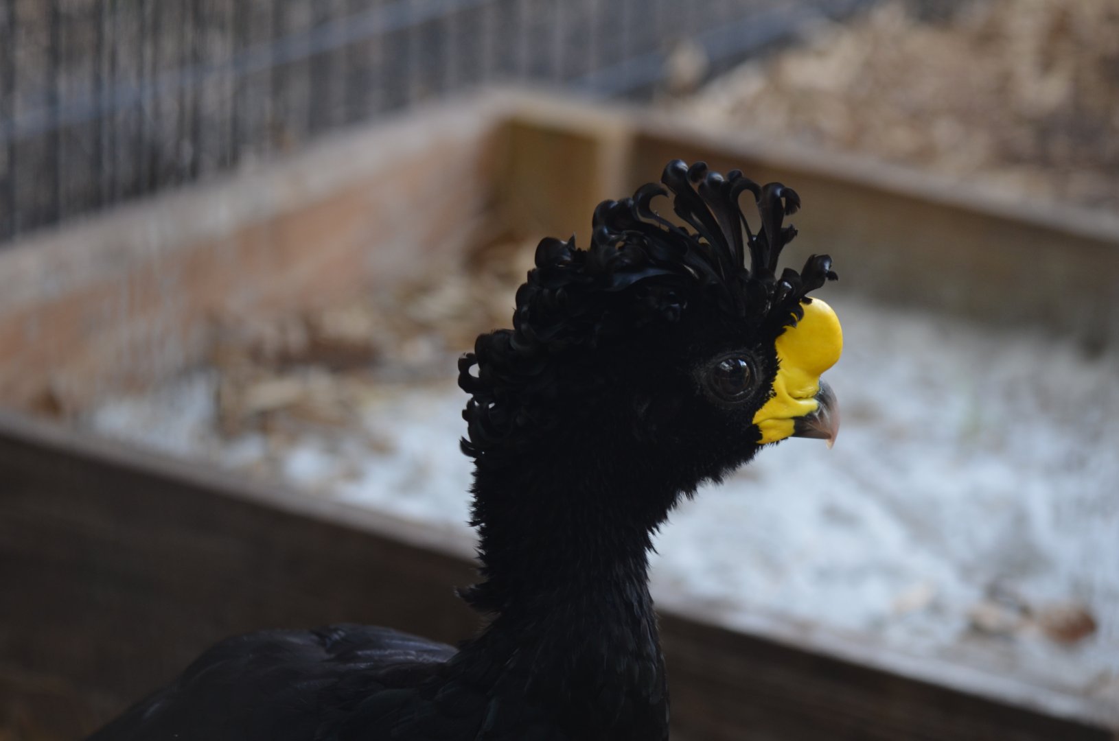 Great Curassow!
