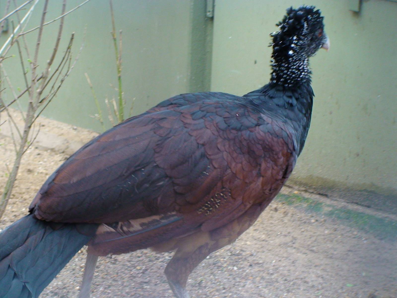 Great Curassow