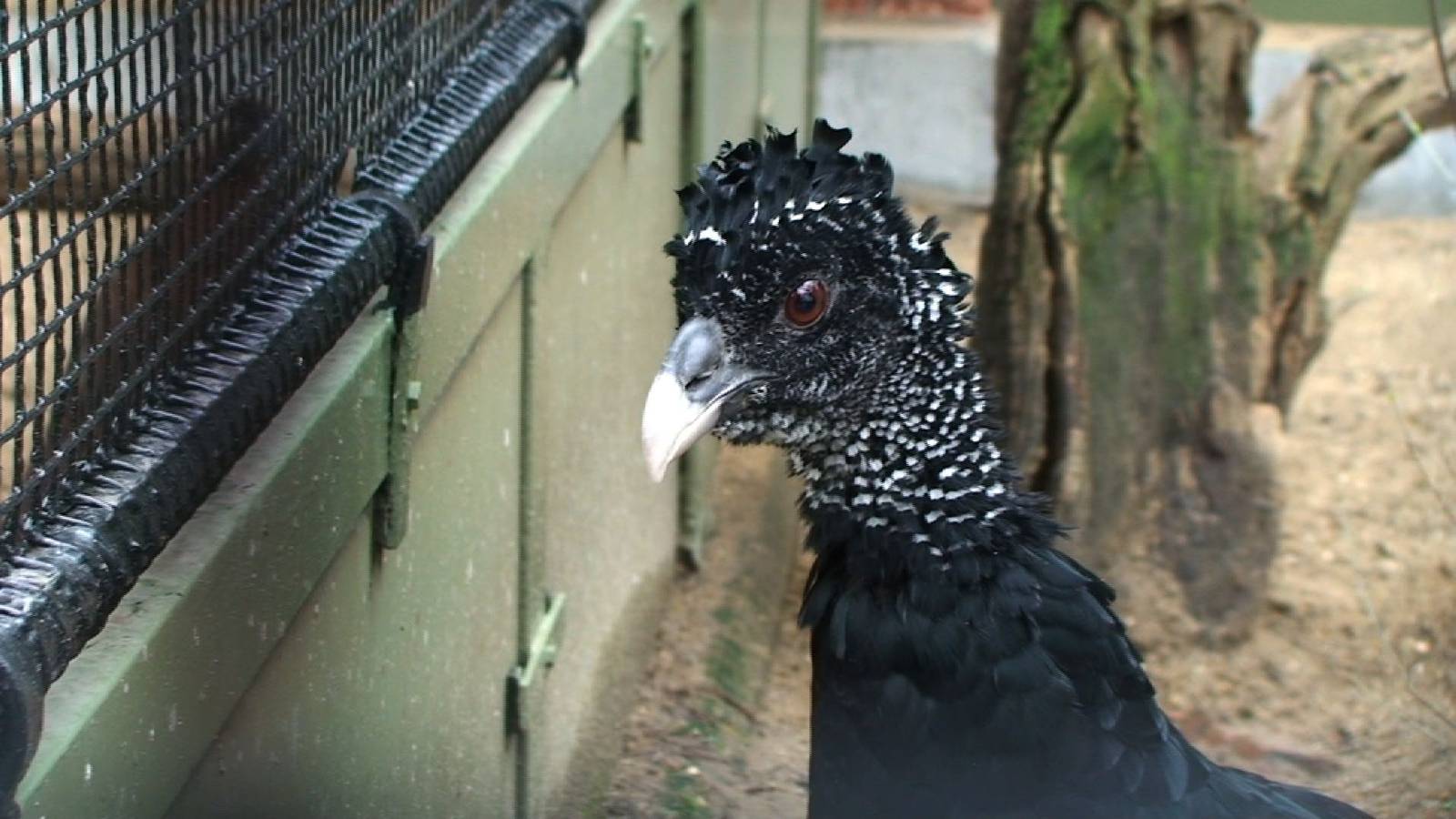 Great Curassow