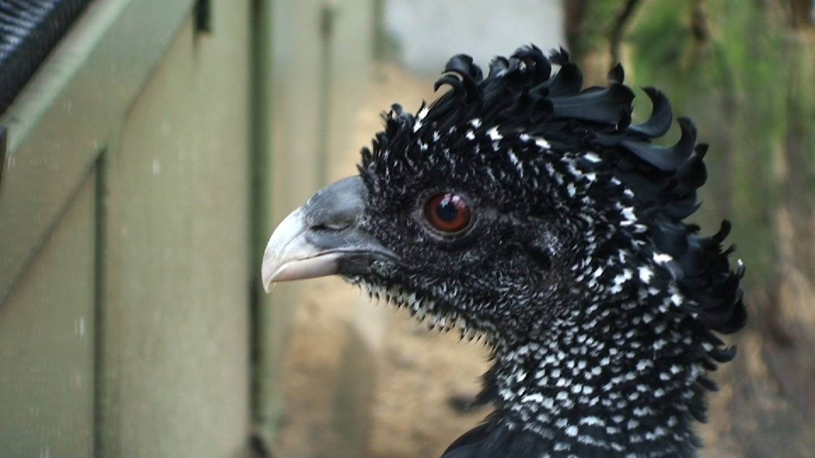 Great Curassow