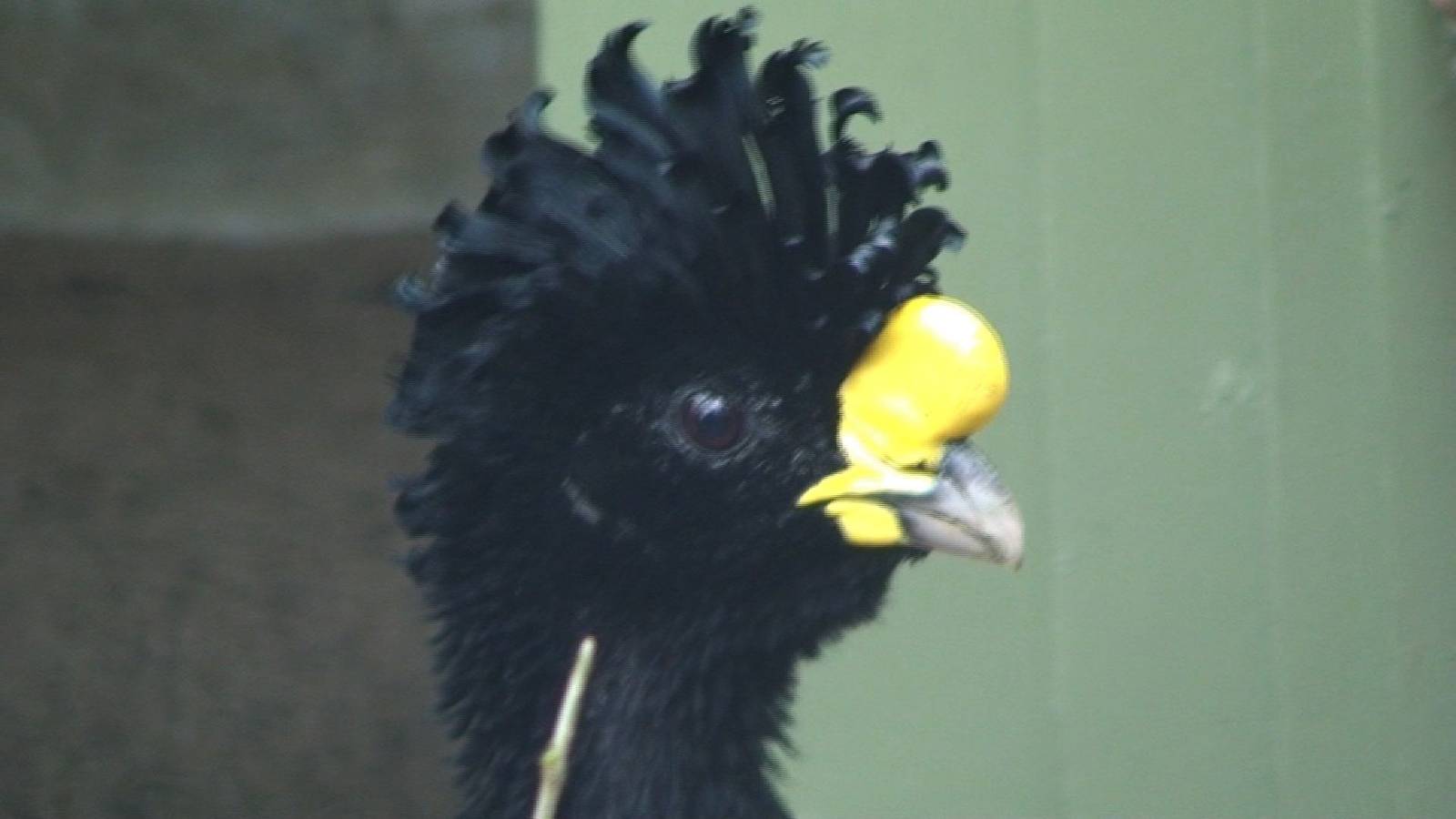 Great Curassow
