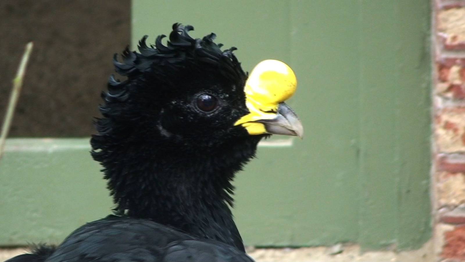 Great Curassow